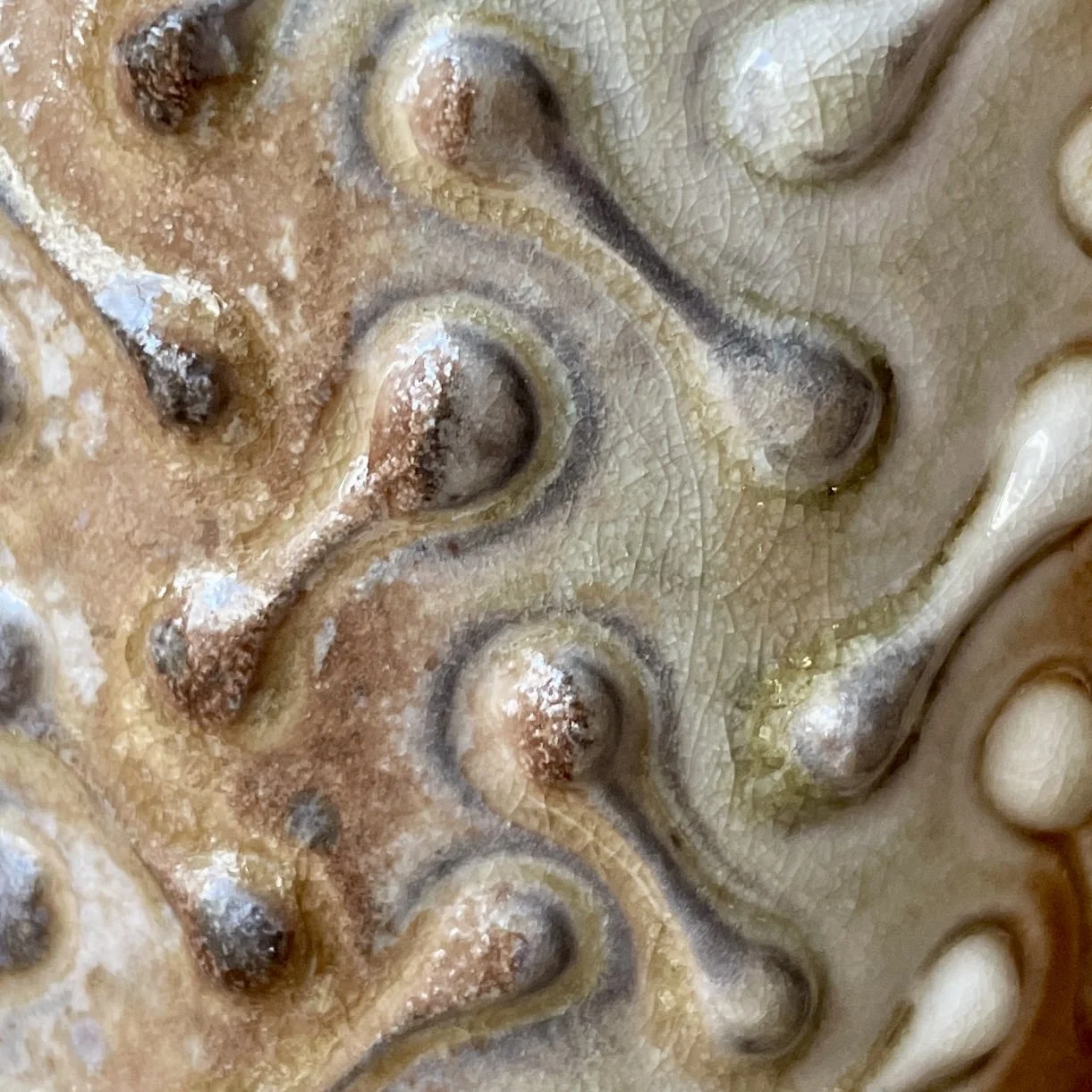 Close-up of a seahorse's head showing textured skin, eye, and details of its snout.