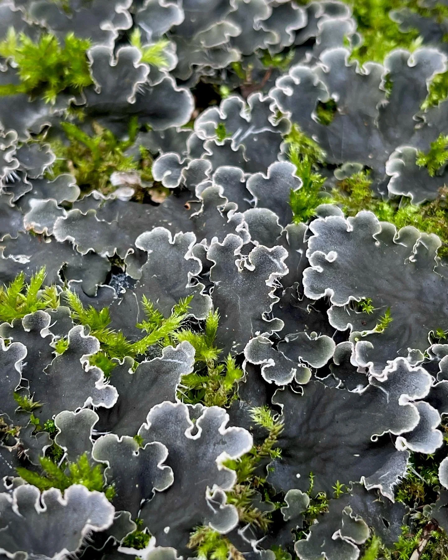 Close-up of curly black and green moss or lichen growing on a surface.