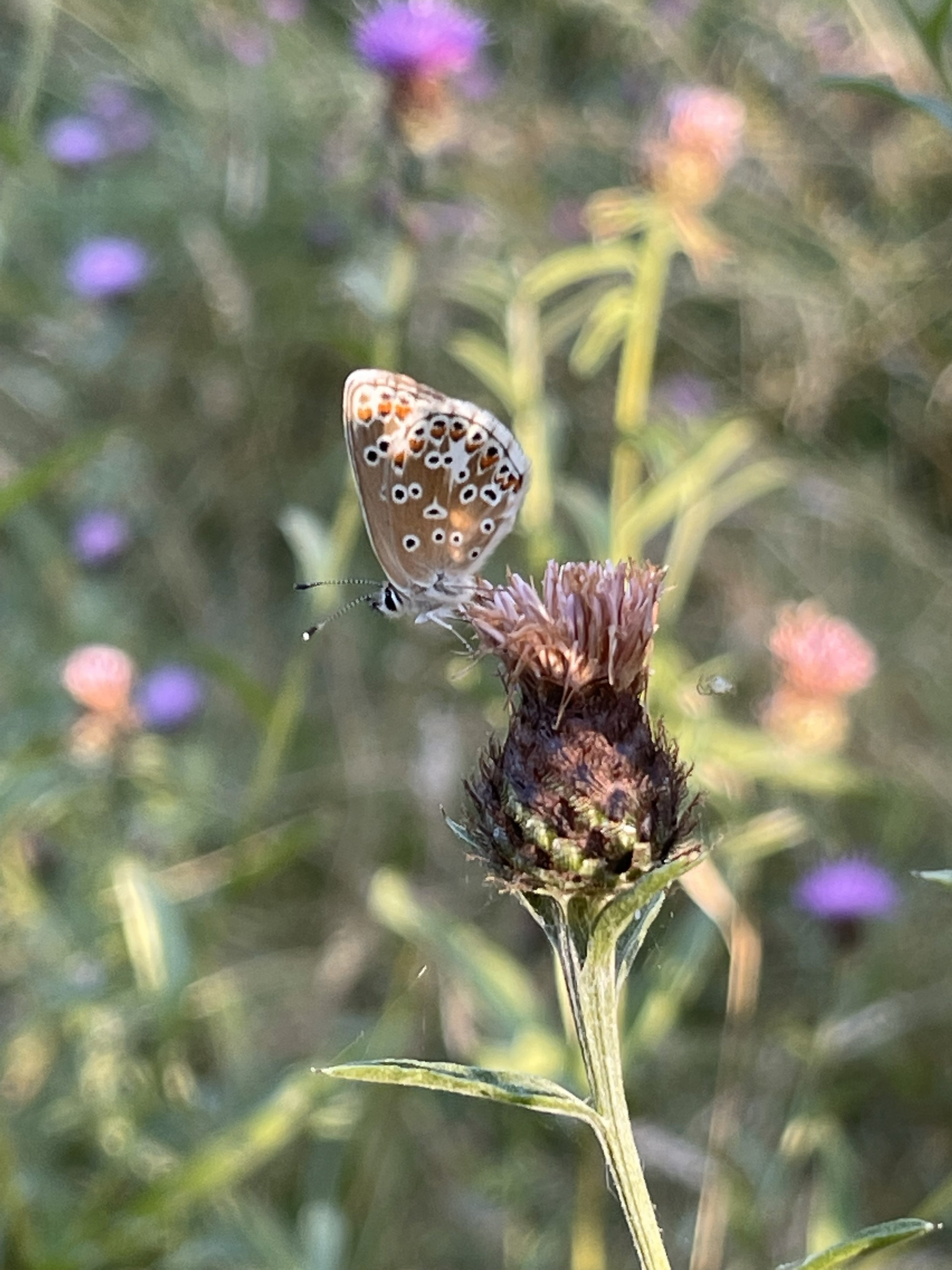 A butterfly with orange, black, and white spotted wings perched on a wilted pink flower in a grassy area with purple flowers in the background.