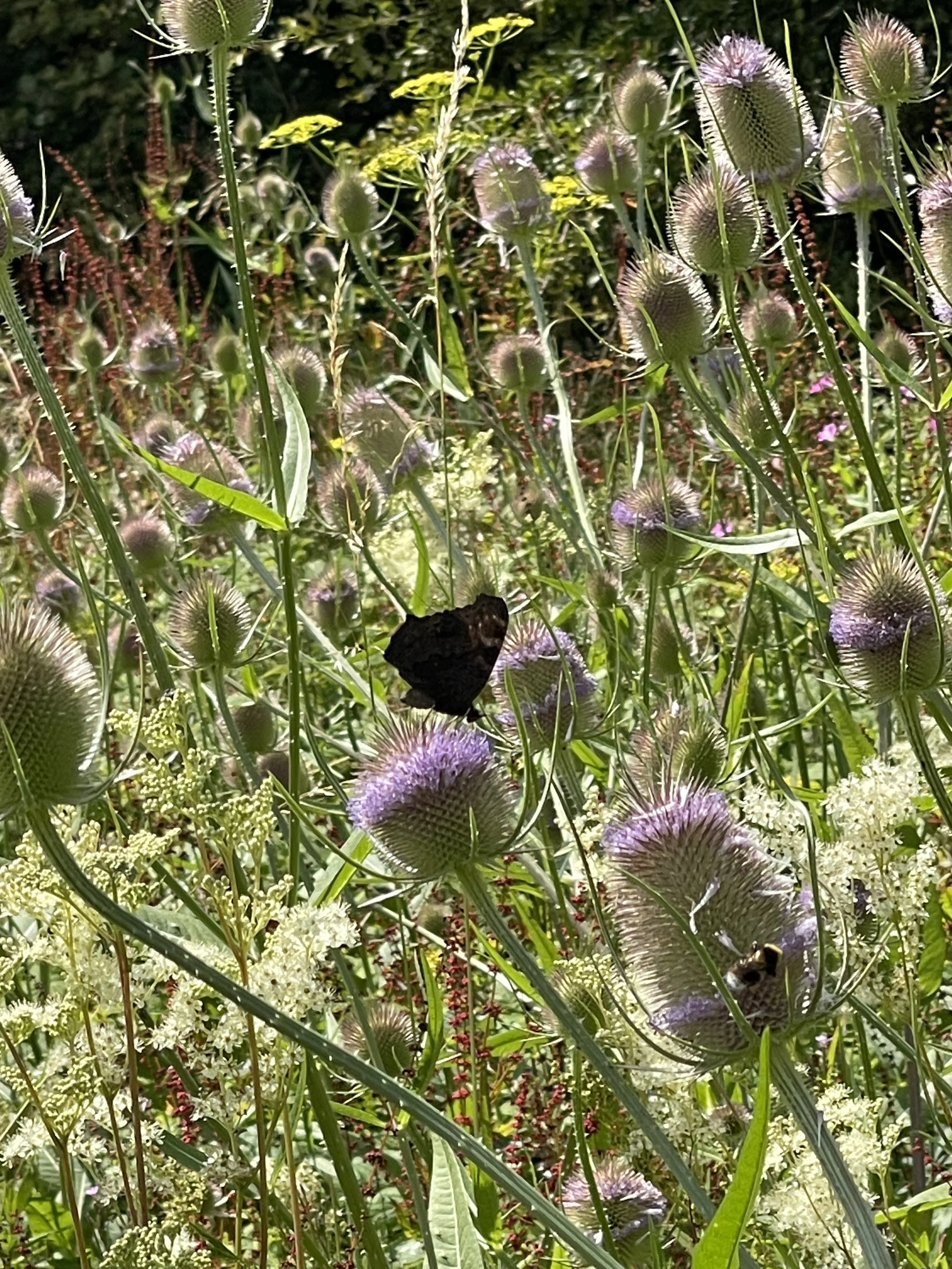 Wildflowers with purple thistle-like blossoms, green foliage, and a butterfly and a bee on flowers.