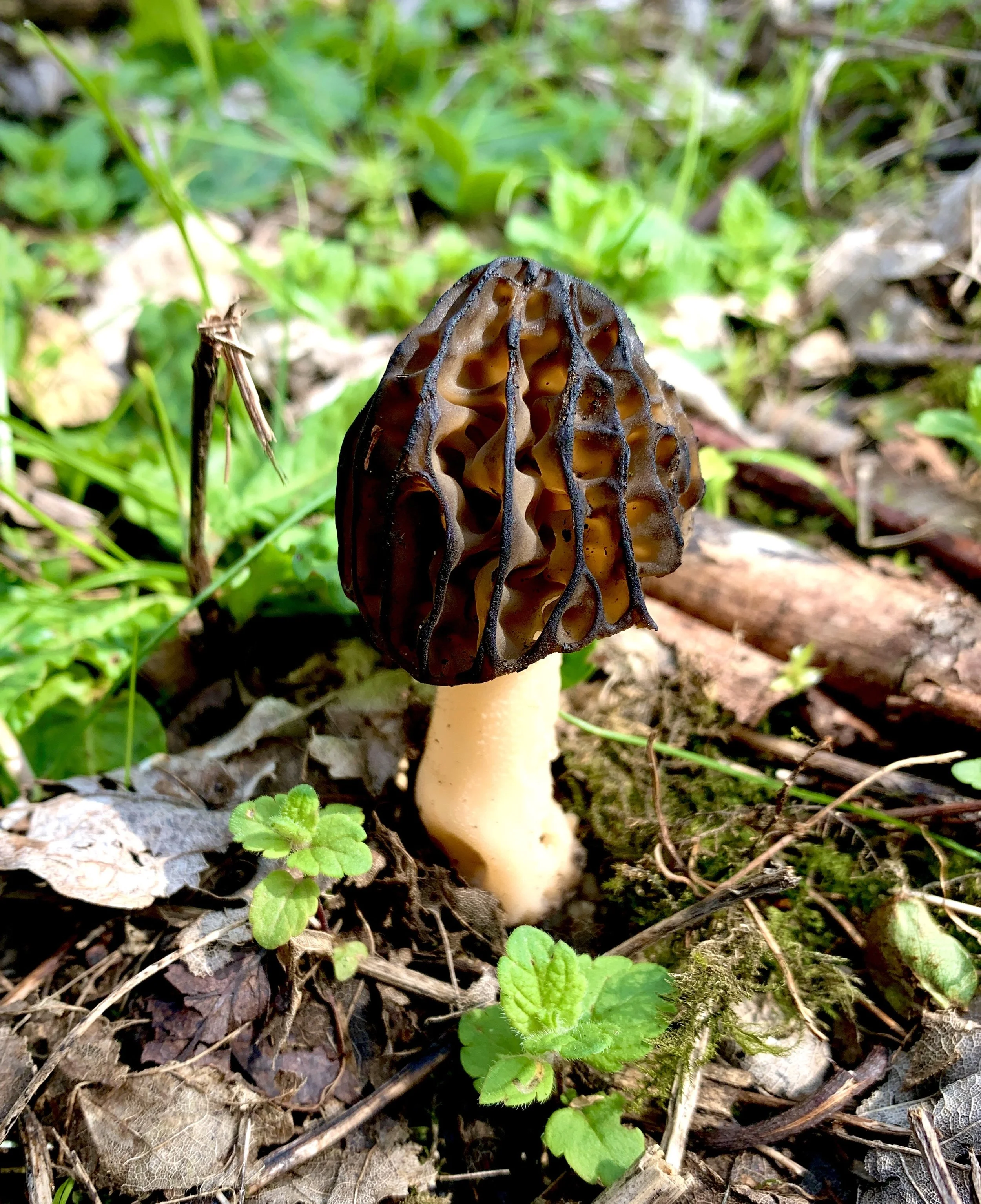 A morel mushroom growing among leaves and grass on a forest floor.