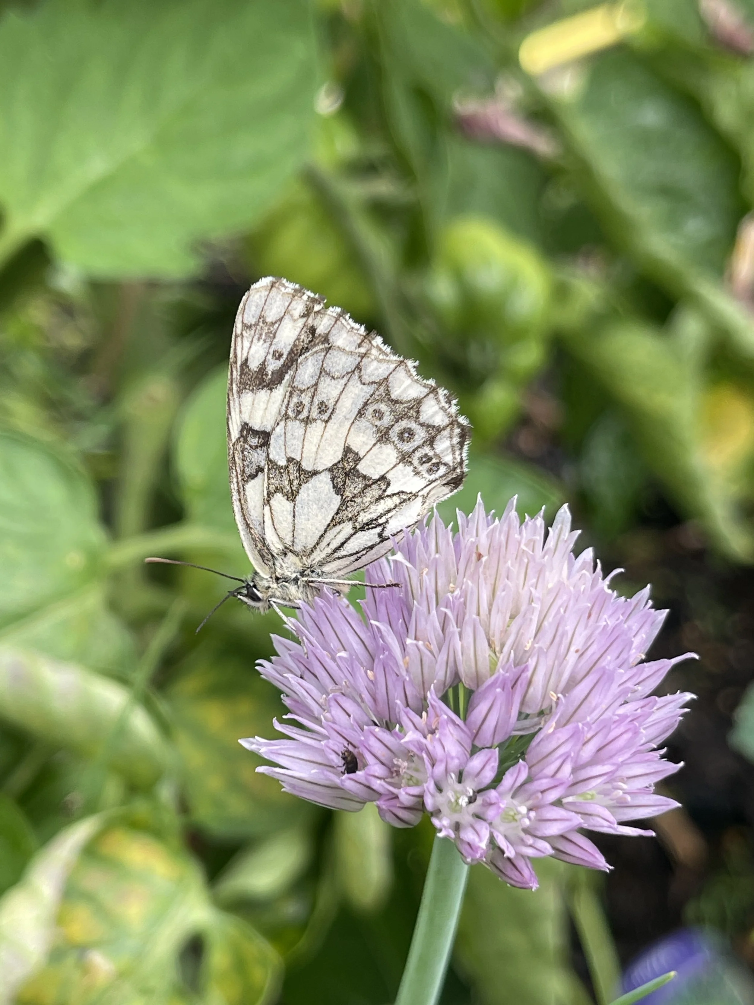 A butterfly with black and white patterned wings perched on a light purple flower with multiple tiny petals, surrounded by green leaves.