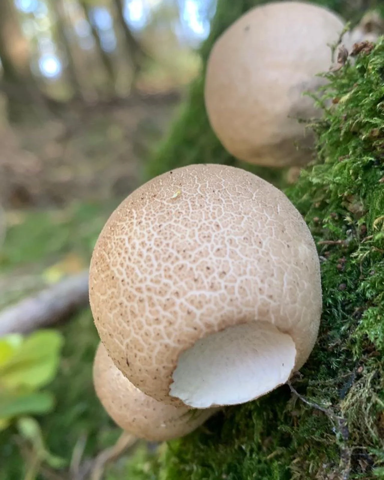 Close-up of two mushrooms growing on a mossy surface in a forest, with one mushroom in the foreground and the other blurred in the background.