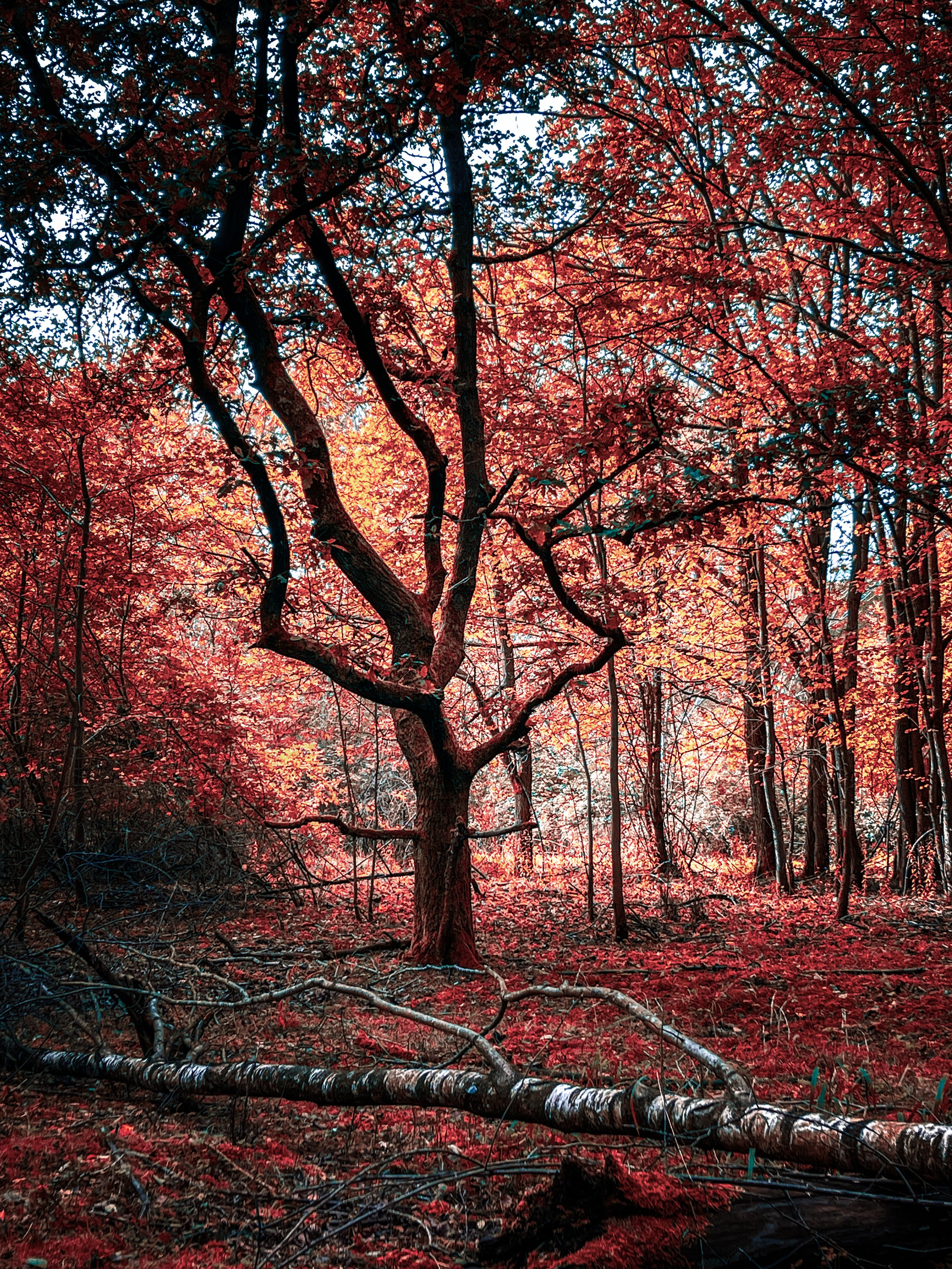Autumn forest with colorful red and orange leaves, a prominent twisted tree in the center, and fallen branches on the ground.