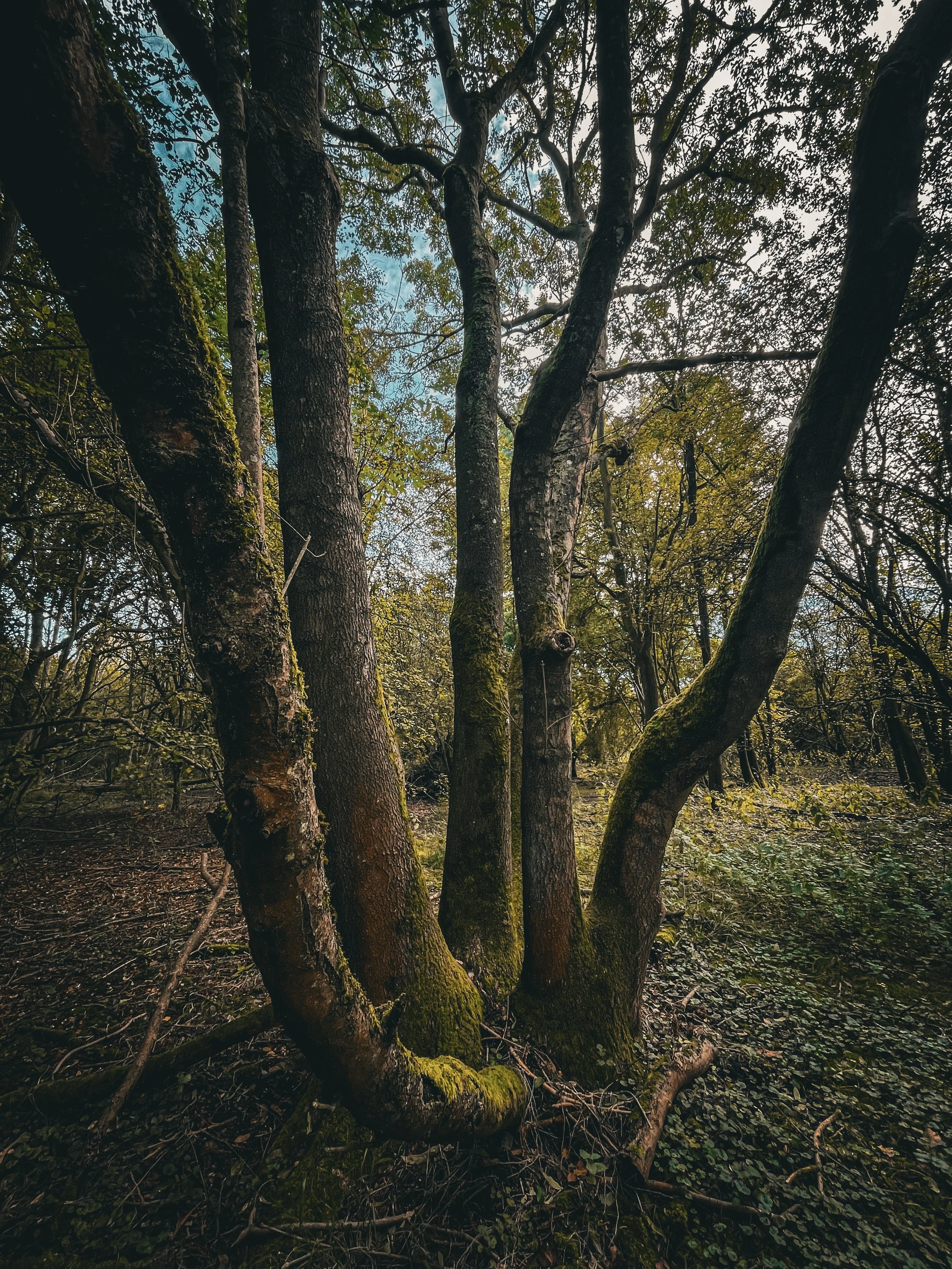 A close-up of several moss-covered trees in a forest during daytime, with branches and green foliage against a blue sky with scattered clouds.