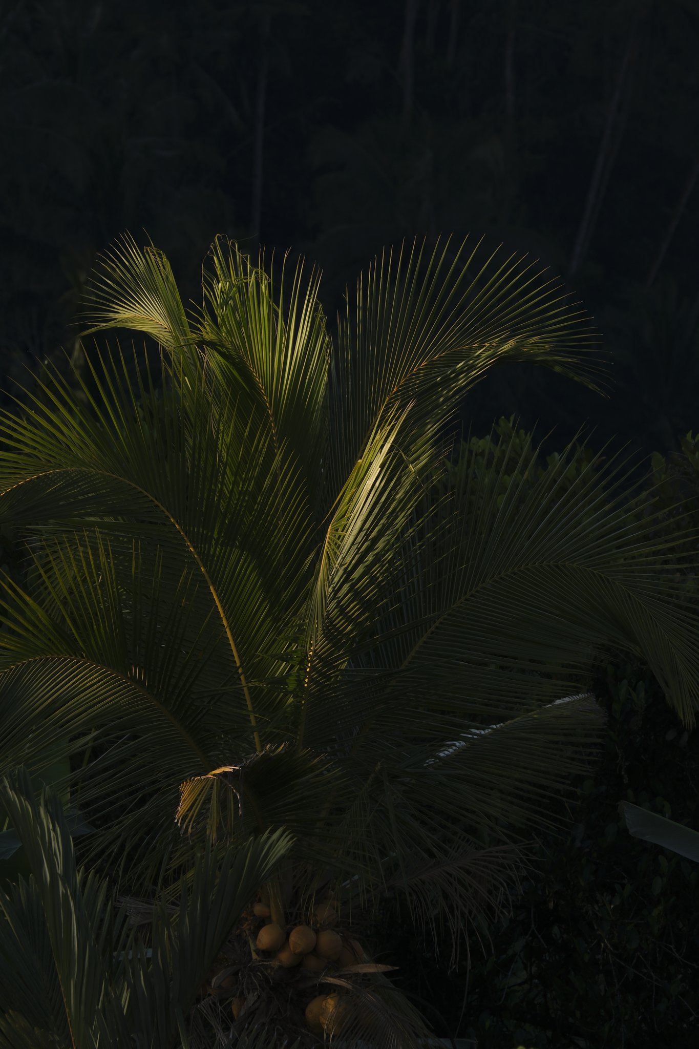 DSCF5438.png