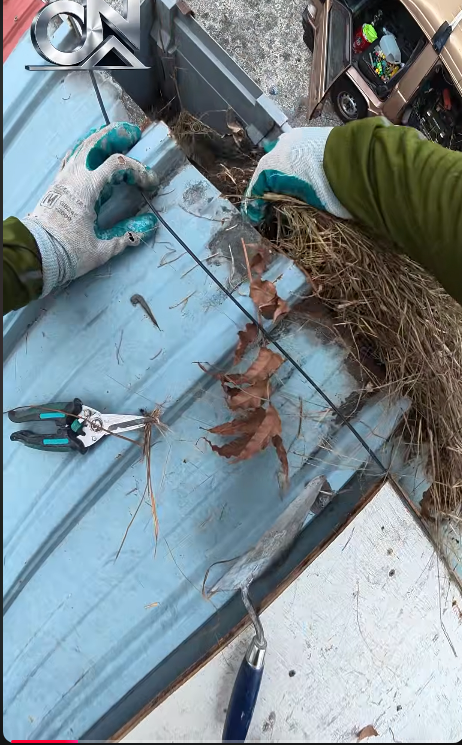 residential-roof-plant-removal-ipoh