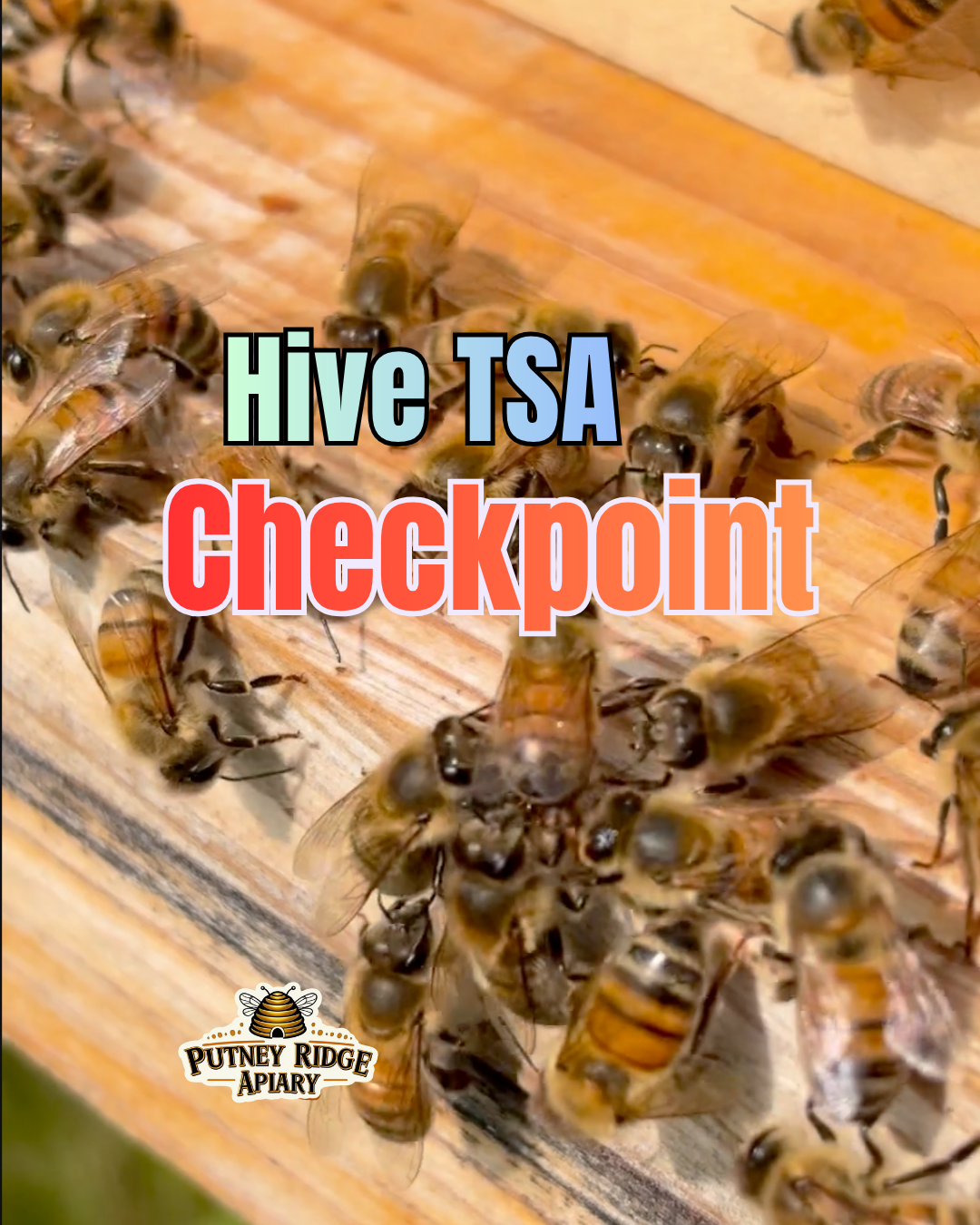 Bee TSA Security Is OUT OF CONTROL!