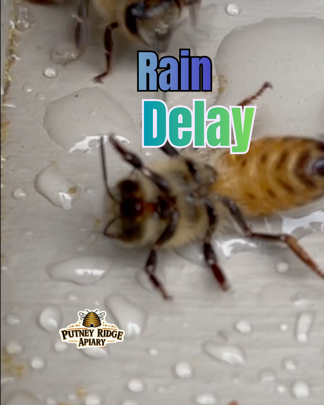 Rain Delay