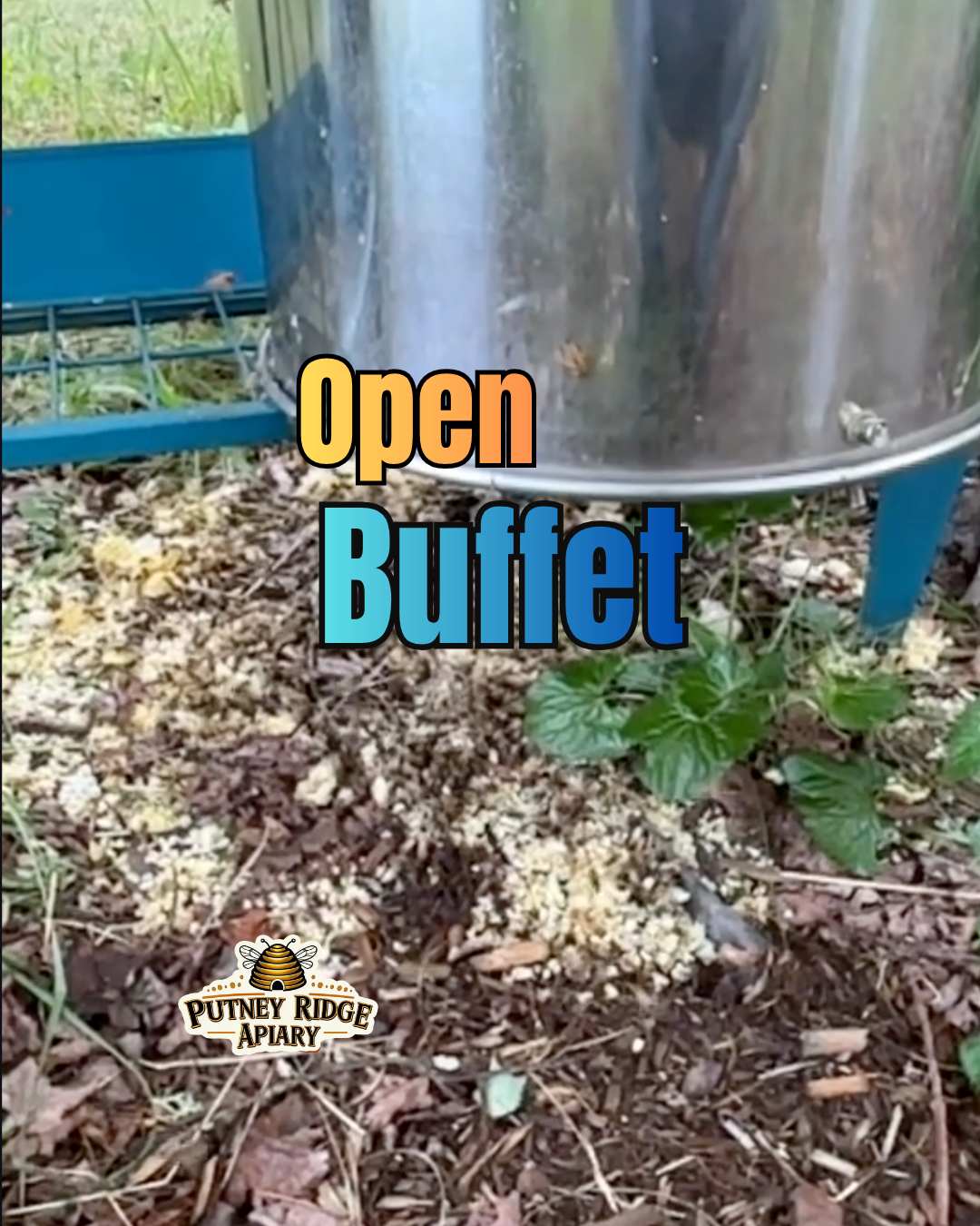 Open Buffet - The Bees Found the Honey!