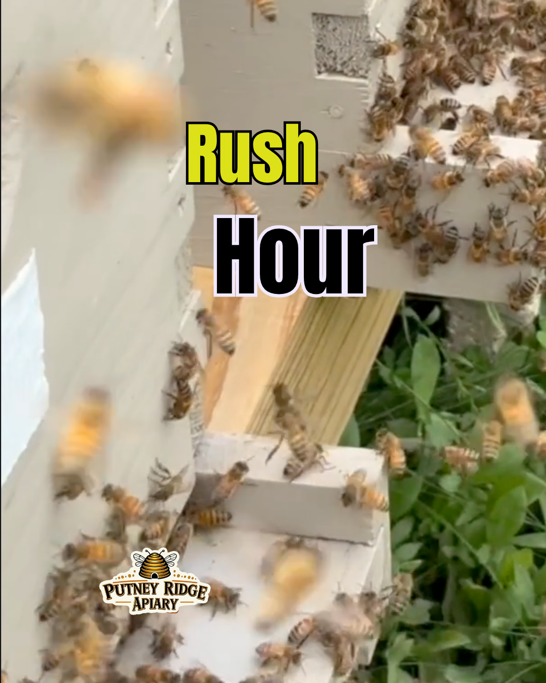Rush Hour