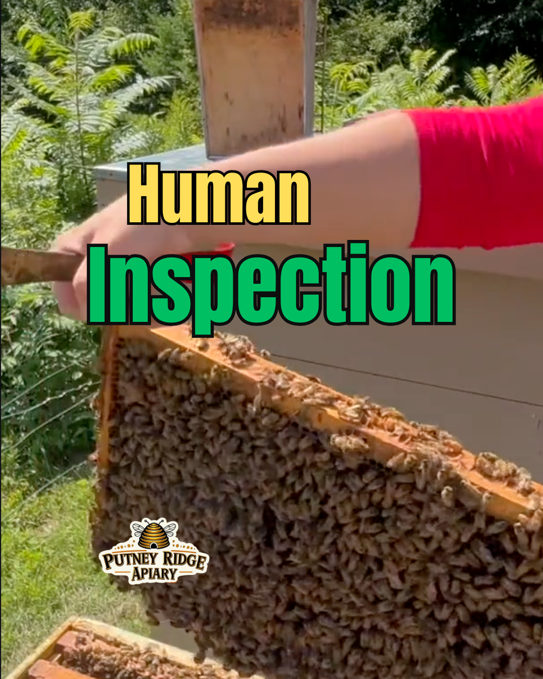 The Bees Are Inspecting Us - Pollen Express