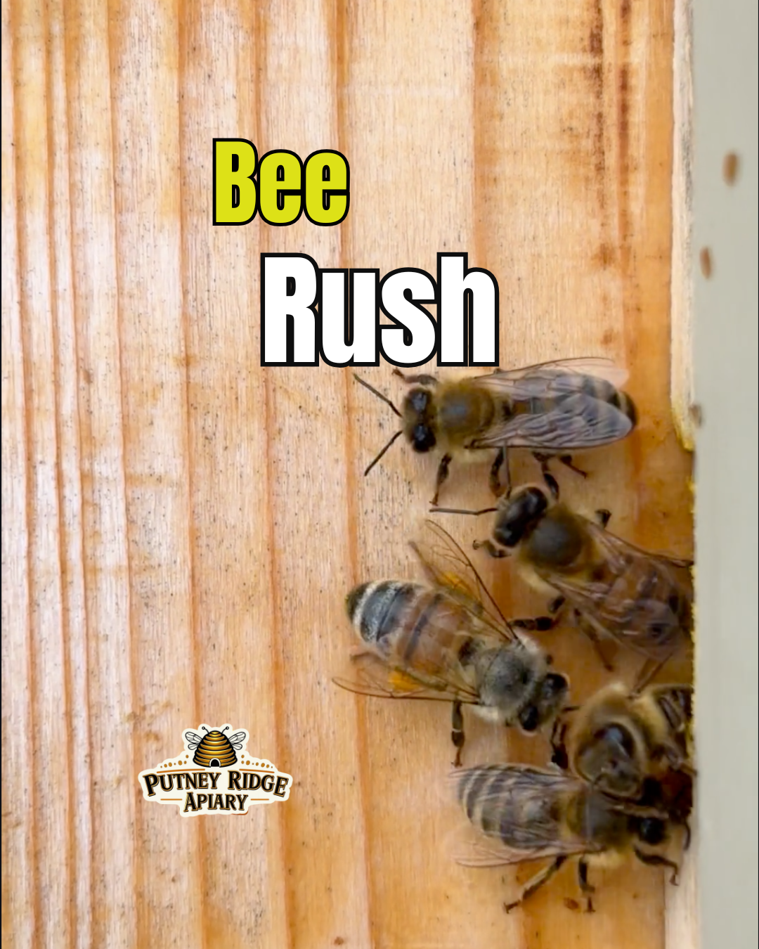 Bee Rush - And You Thought Your Commute Was Bad