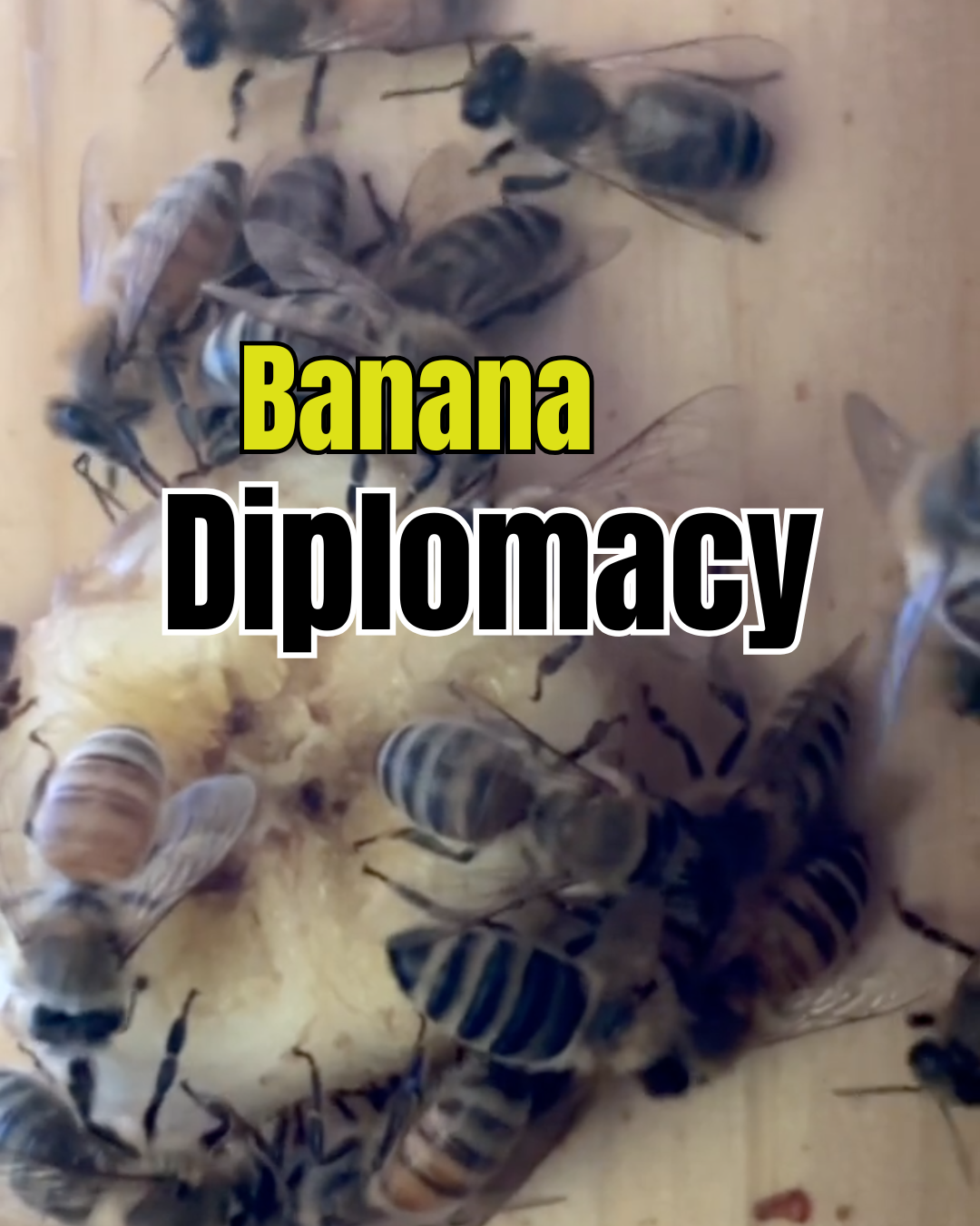 Banana Diplomacy - Why Do Bees Like Bananas?