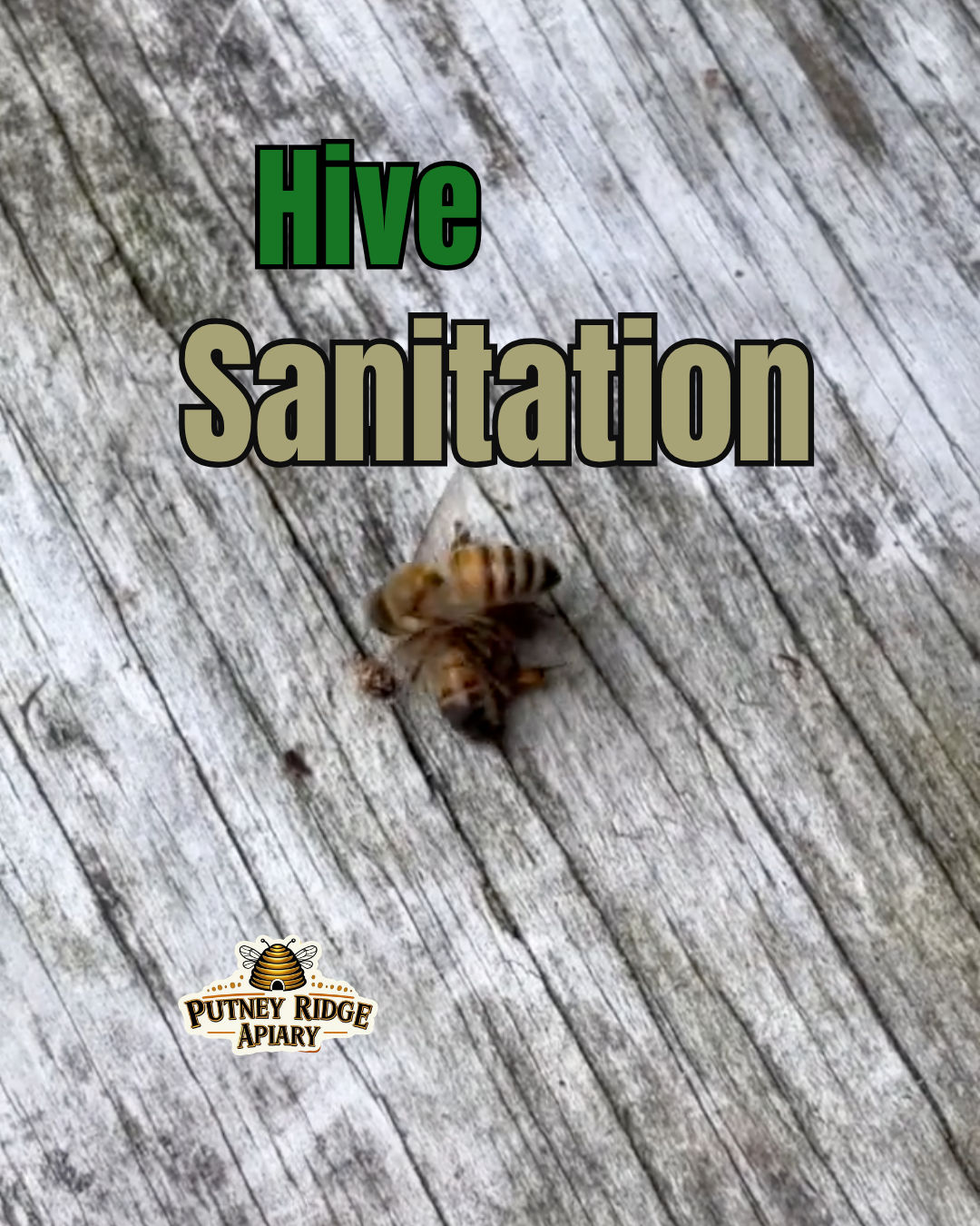 Hive Sanitation Department - Somebee Has to Do It