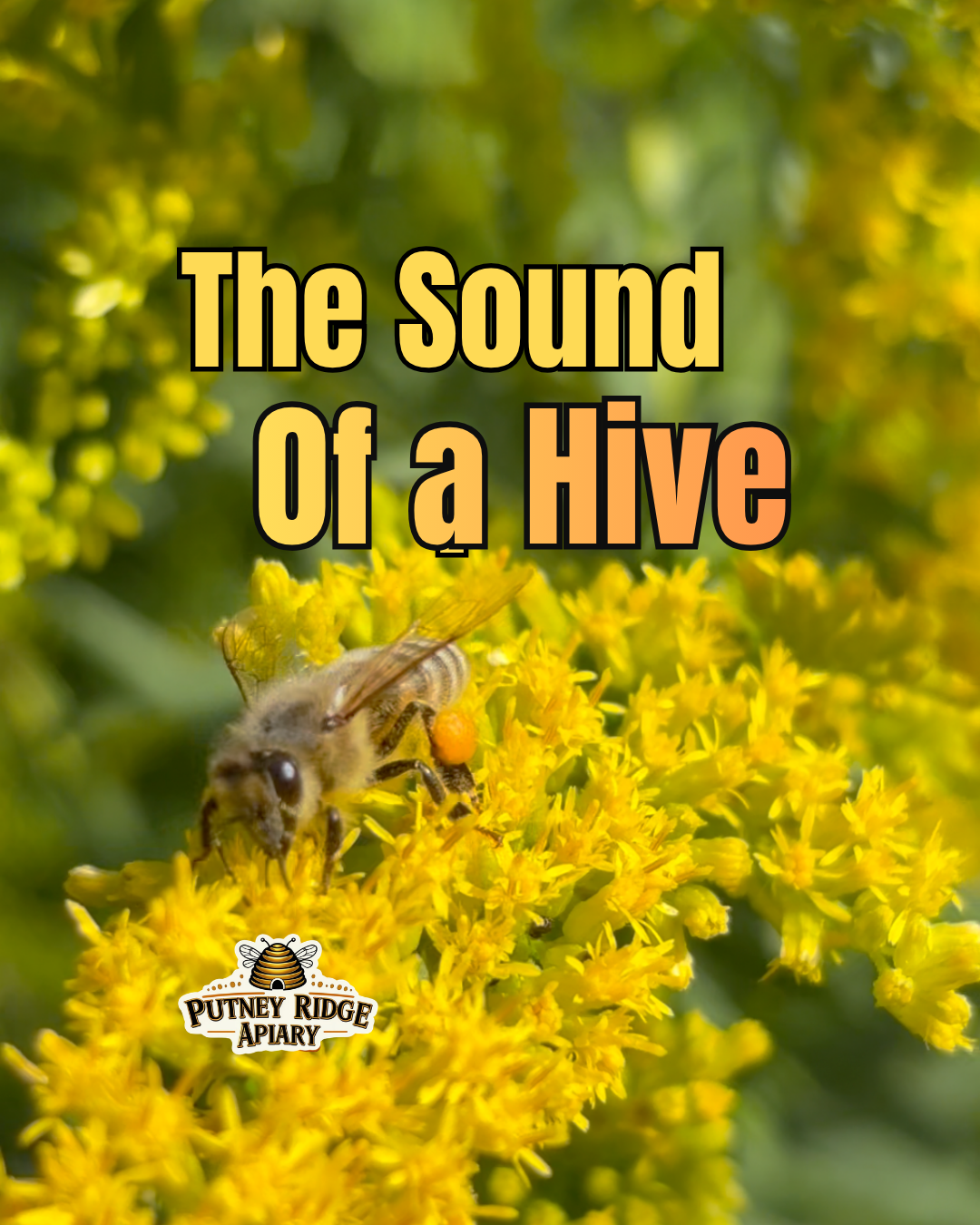 The Sound of the Hive