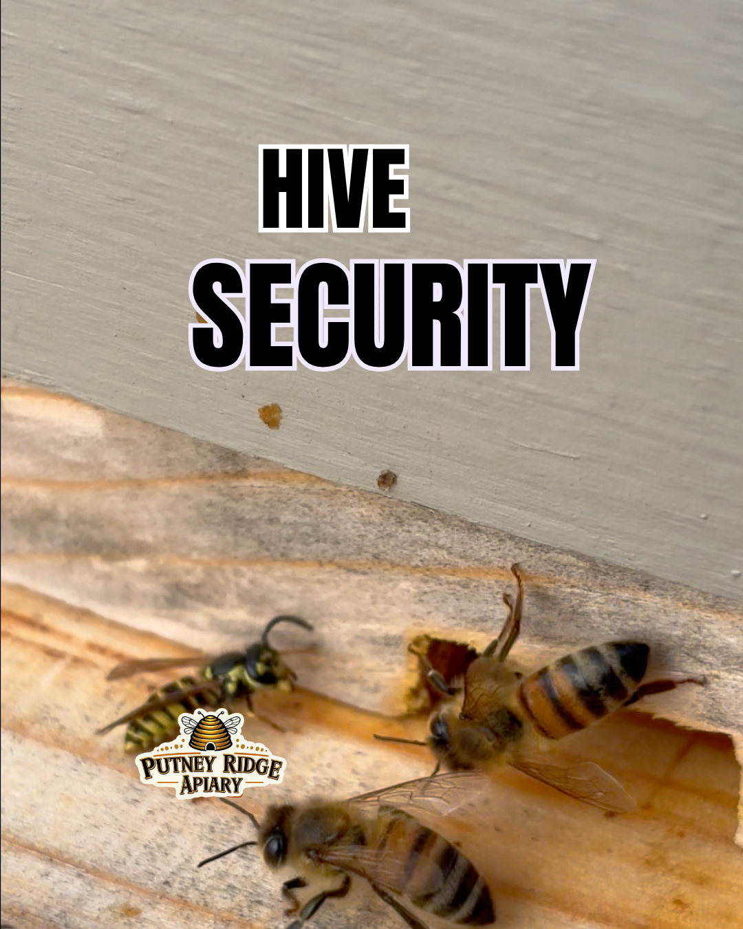 HIVE SECURITY — ACCESS DENIED