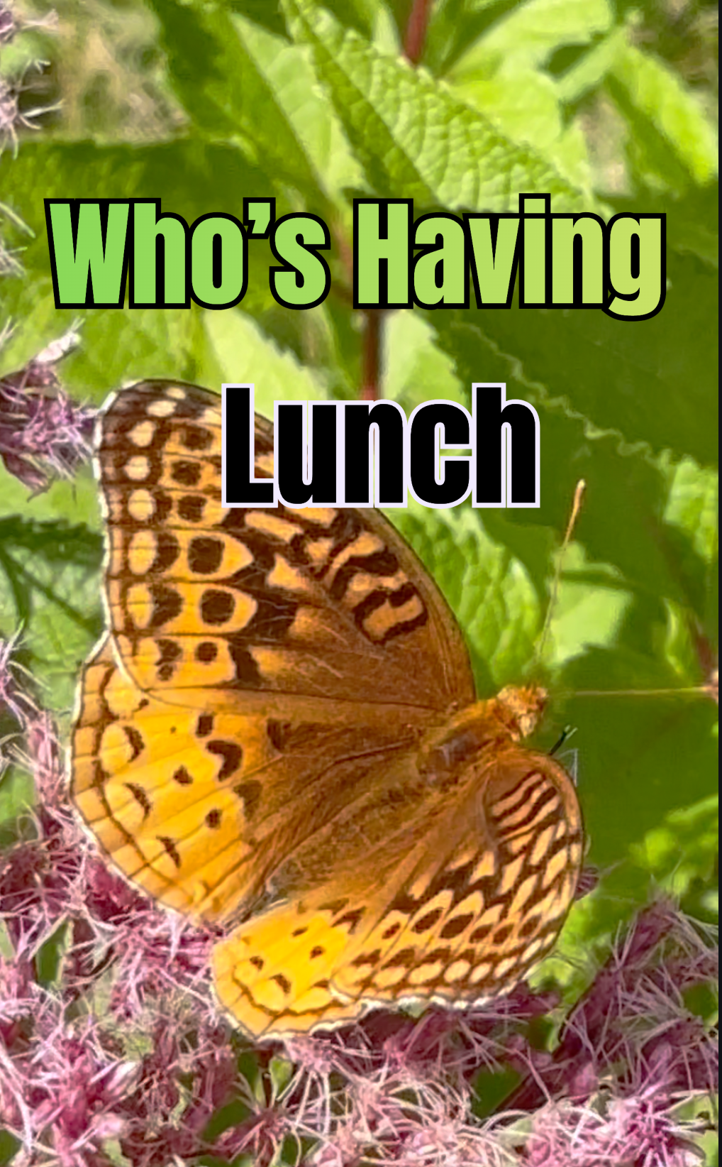 Who's Having Lunch at Putney Ridge? 🐝🦋