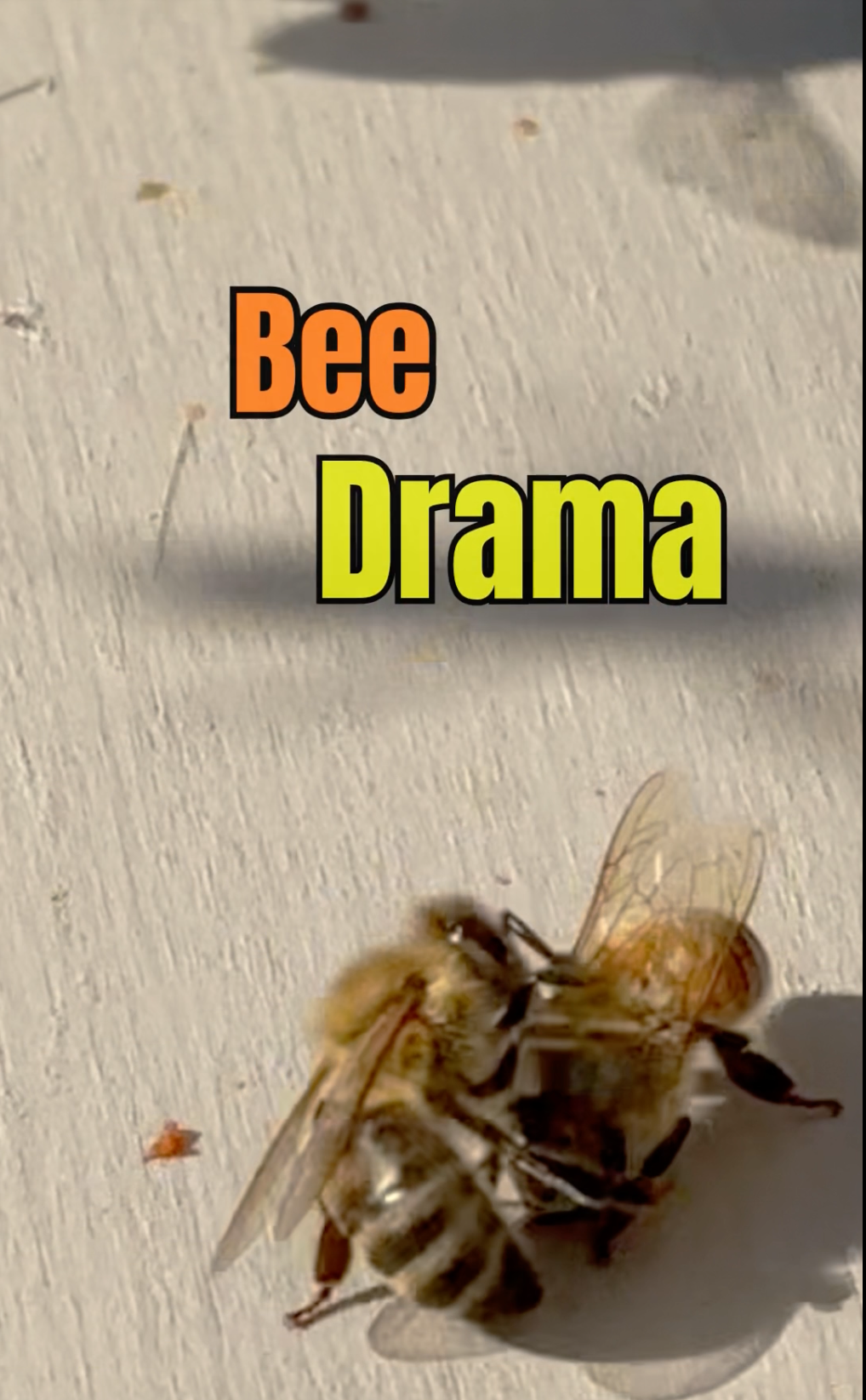 Bee Drama 🐝 Some Things Are Better Left Unexplained