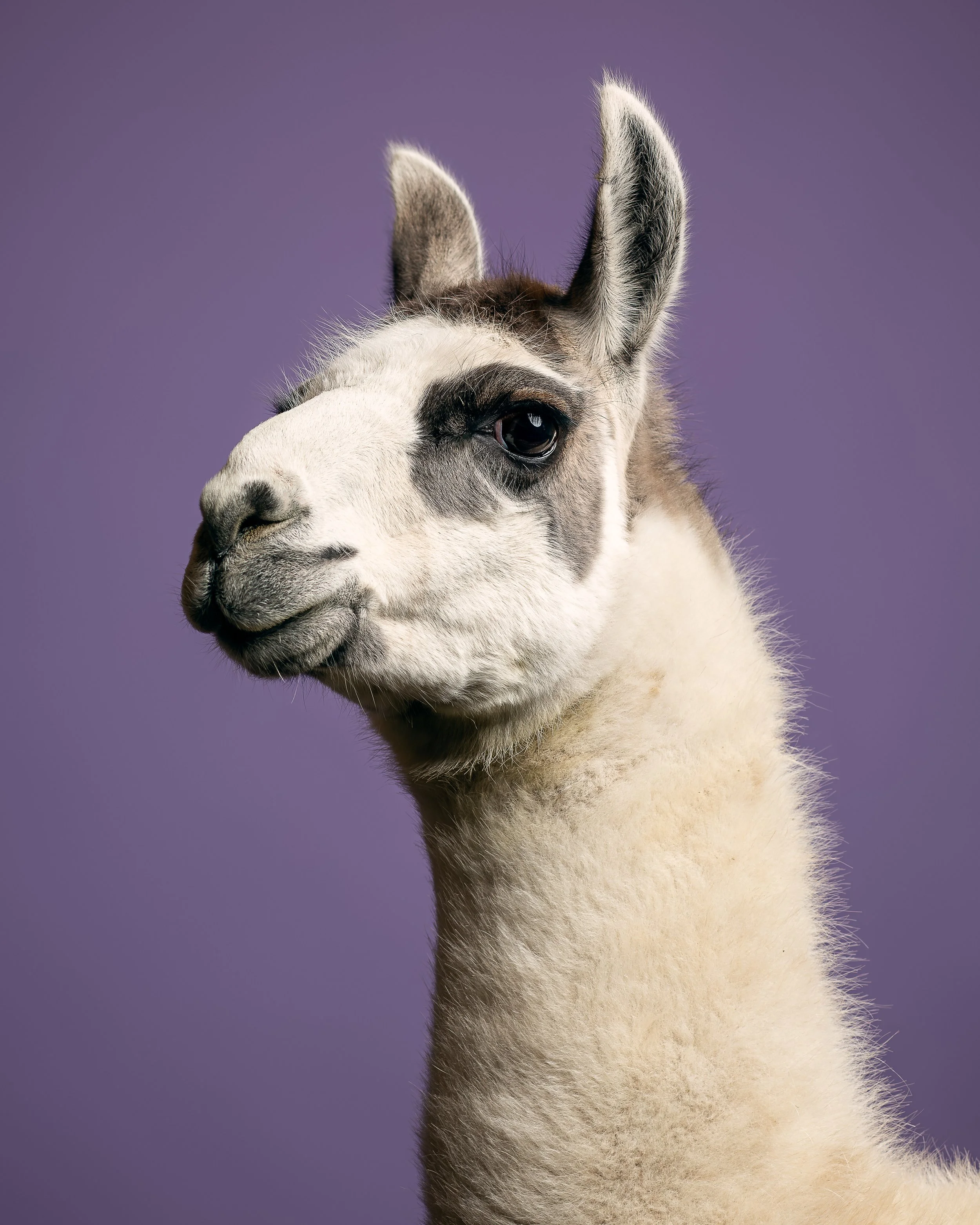 Ein weißes Lama mit grauen Flecken am Auge und der Schnauze im Profil 