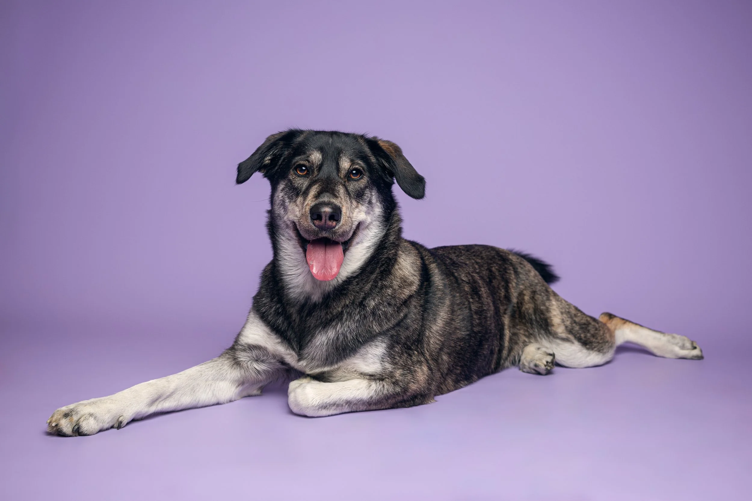 Liegender Hund auf lila Hintergrund, blickt in die Kamera, Pfoten nach vorne, ohne Halsband, freundliches Gesicht, Zunge draußen.