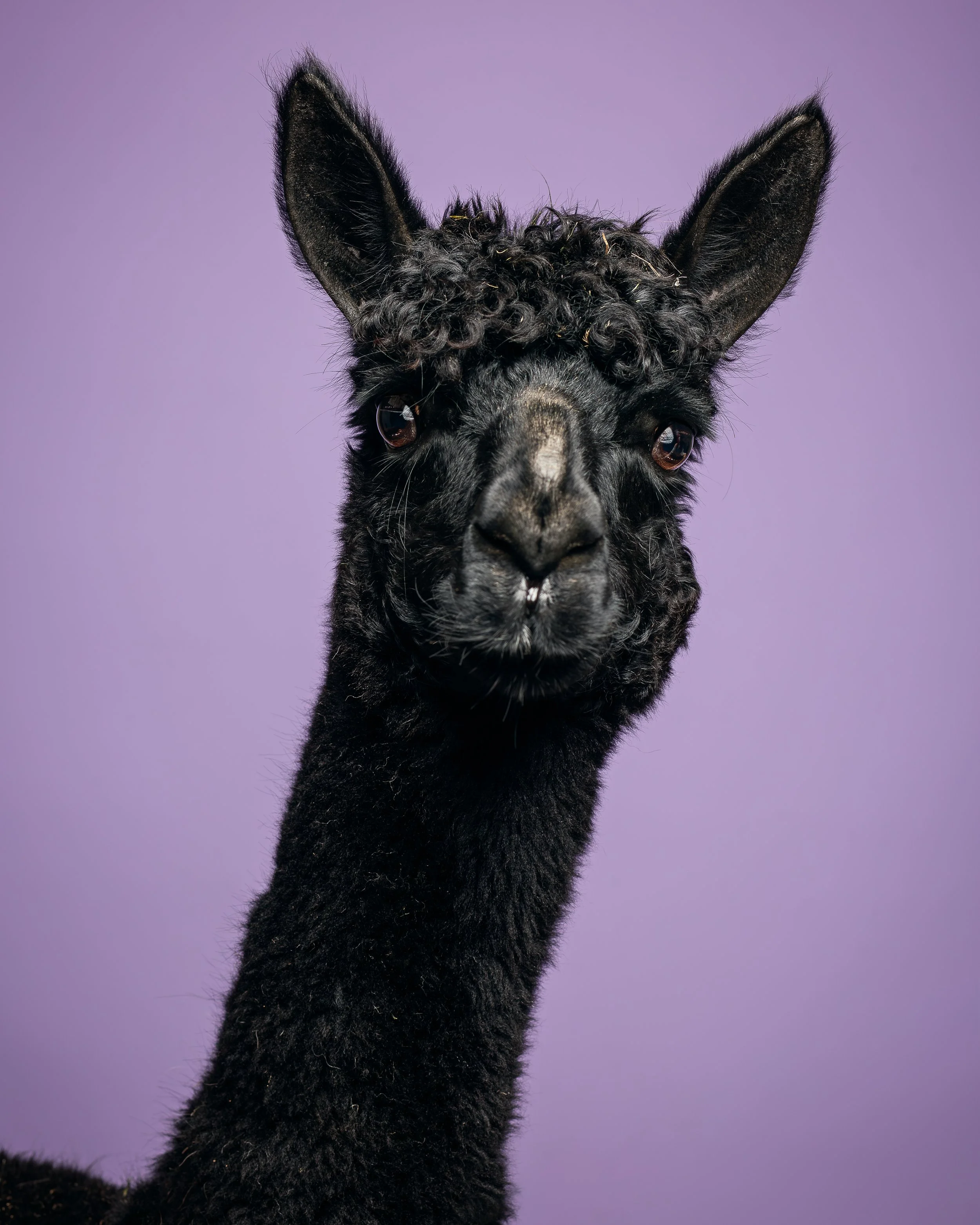 Ein schwarzes Alpaka mit aufgestellten Ohren schaut frontal in die Kamera