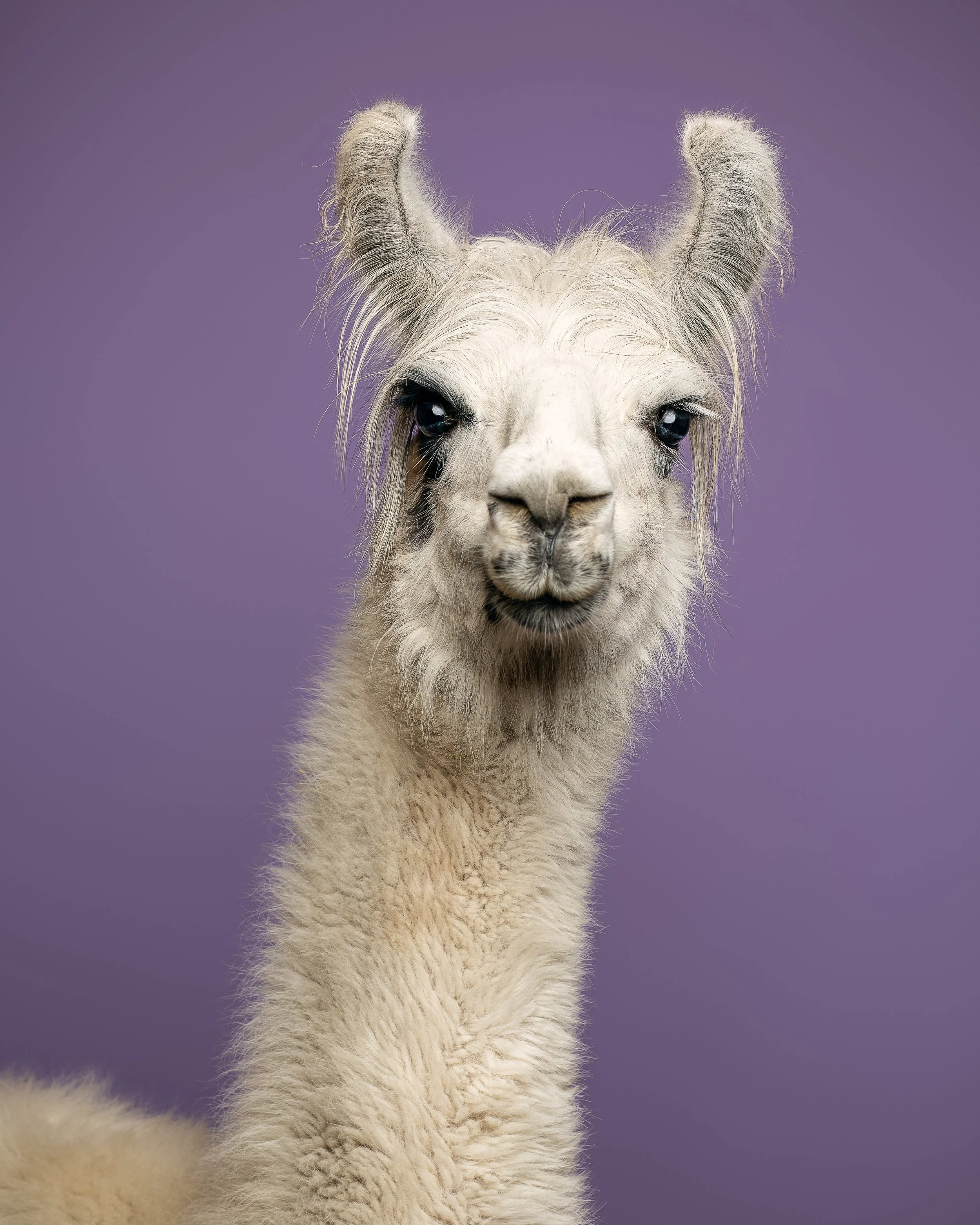 Ein weißes Lama mit grauem Fleck am rechten Auge und langen Haaren an den Ohren schaut frontal in die Kamera