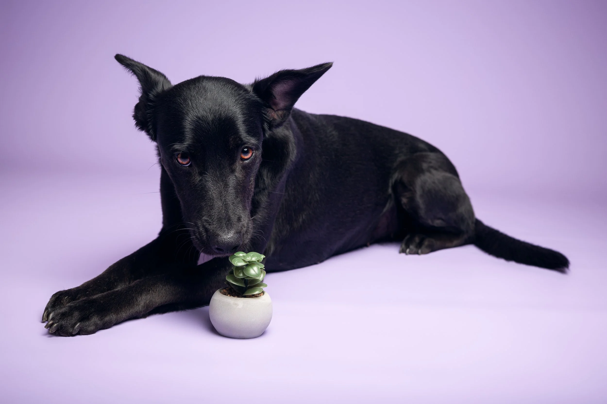 Schwarzer Hund mit spitzen Ohren liegt auf einem lila Hintergrund neben einer kleinen Pflanze in einem weißen Topf, an der er vorsichtig schnuppert.