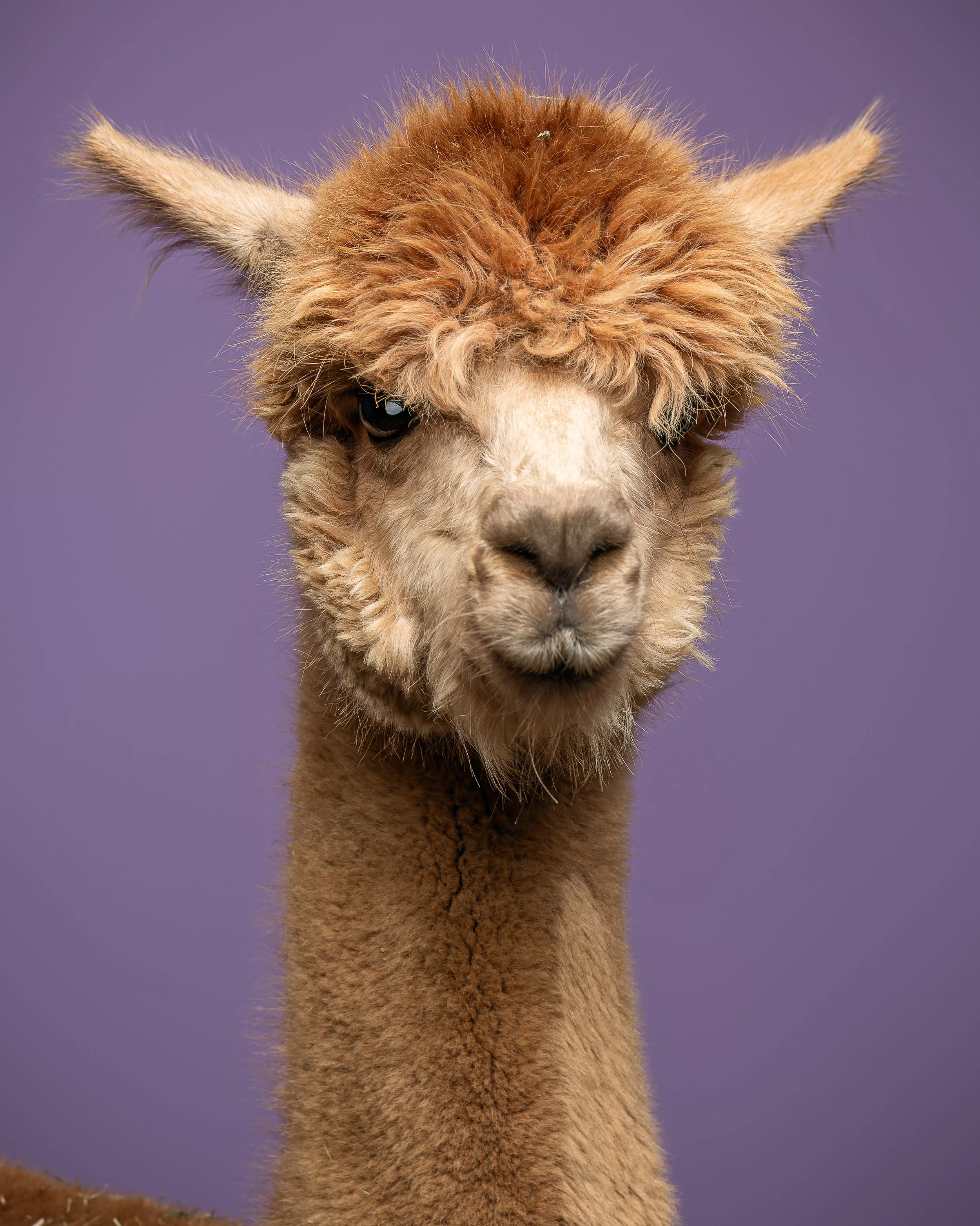 Ein honigfarbenes Alpaka mit aufgestellten Ohren und langen Haaren schaut frontal in die Kamera