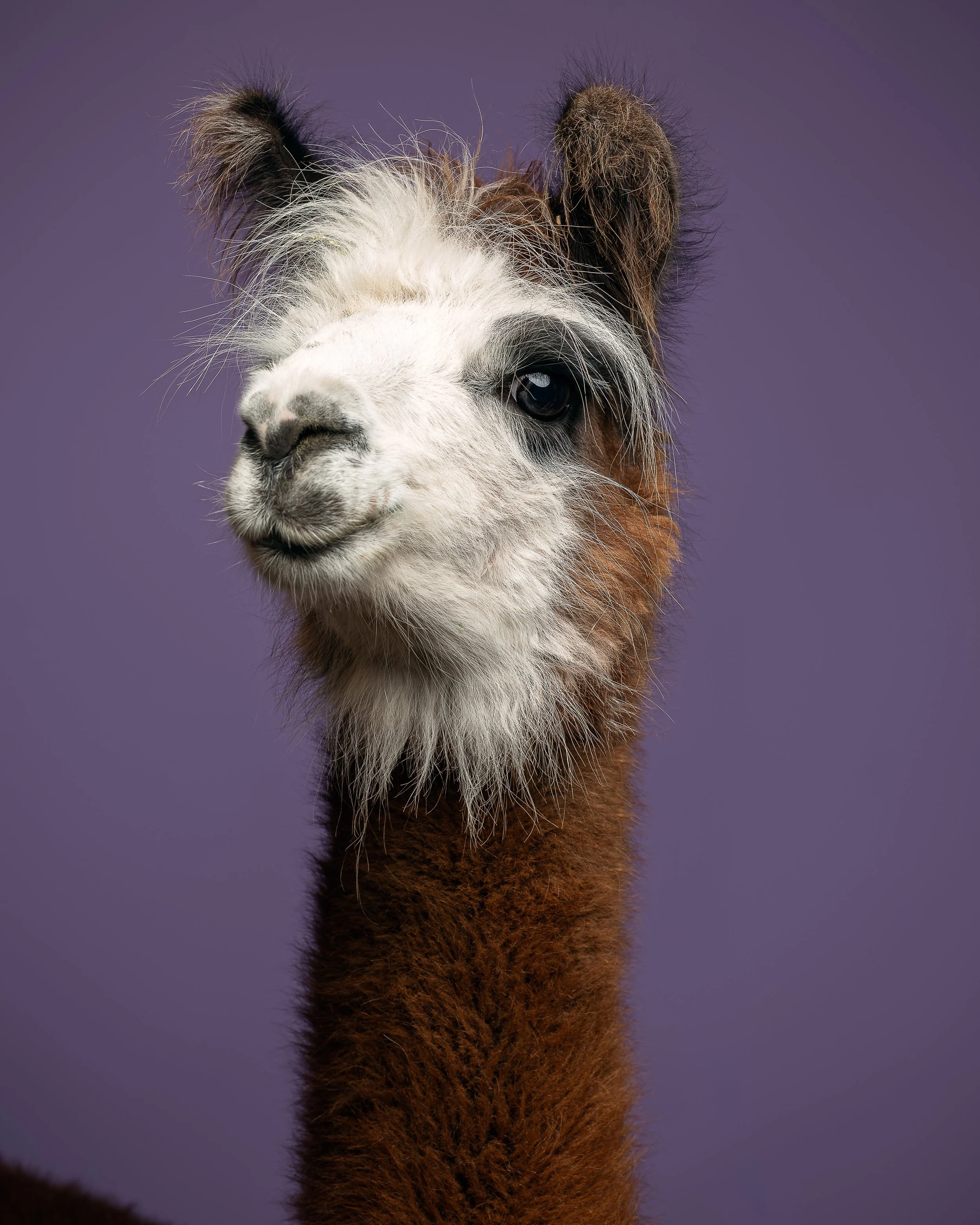 Ein rotbraunes Alpaka mit weißem Gesicht und grauen Flecken an Auge und Schnauze schaut in die Ferne.