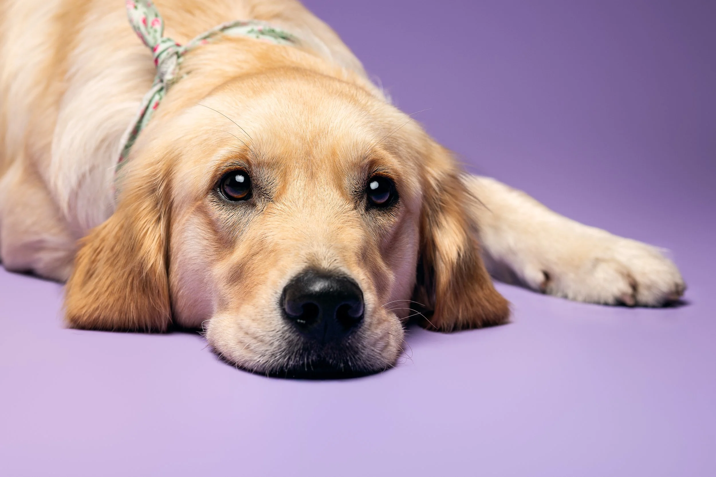 Golden Retriever Hündin mit grünem Halstuch liegt auf auf lilafarbenem Untergrund, Schnauze auf dem Boden und schaut in die Kamera