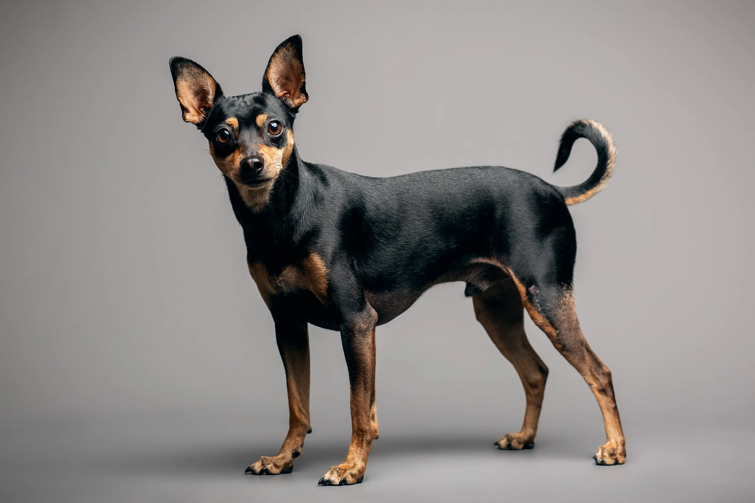 Zwergpinscher Rüde steht vor grauem Hintergrund mit erhobener Rute und schaut aufgeweckt direkt in die Kamera
