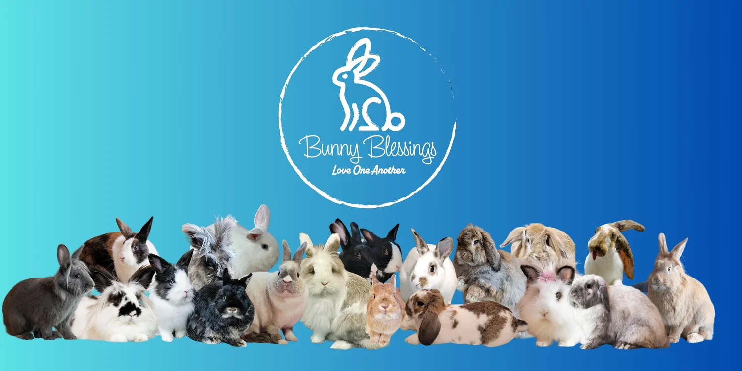 June 1 Rabbit Rabbit Rabbit Blessibg Pic Bunny Blessings