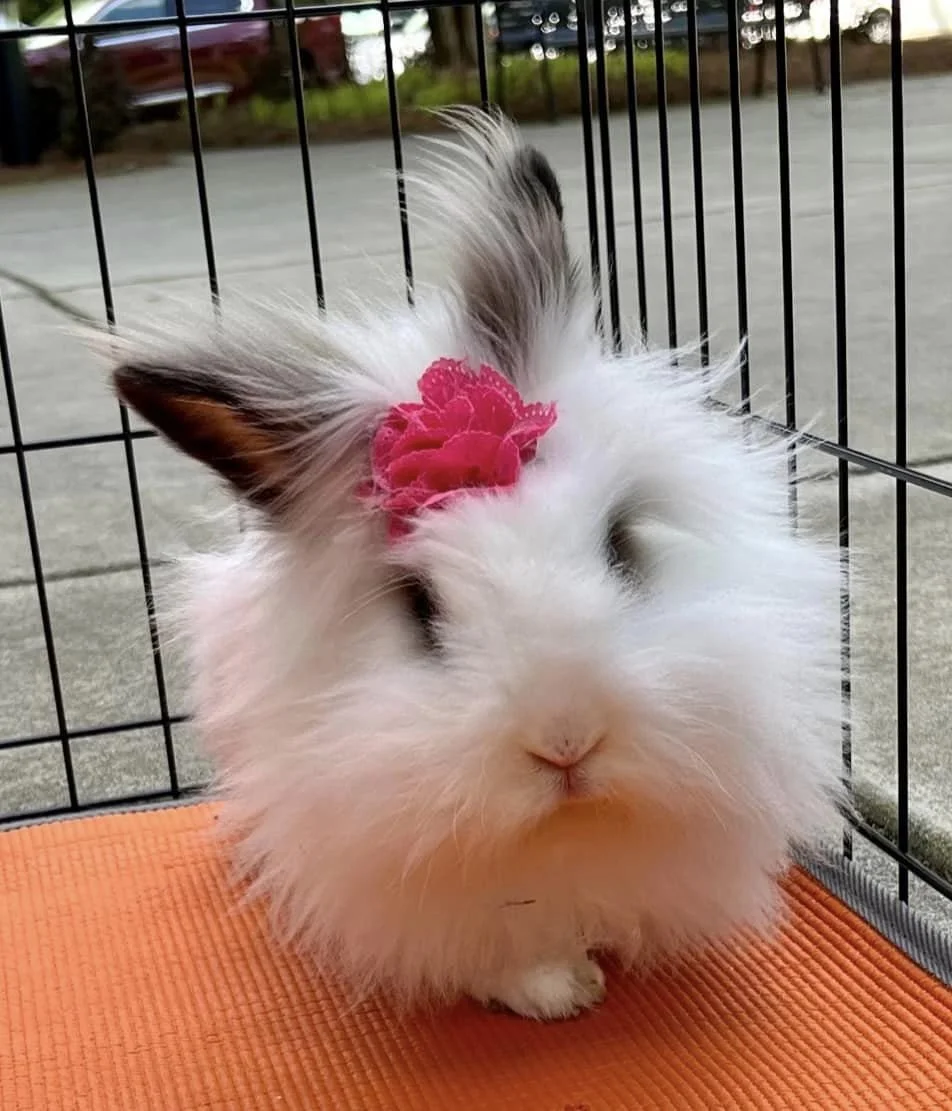 Bunny Blessings