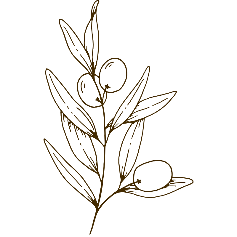 Hand-drawn graphic of a leaf with fruit