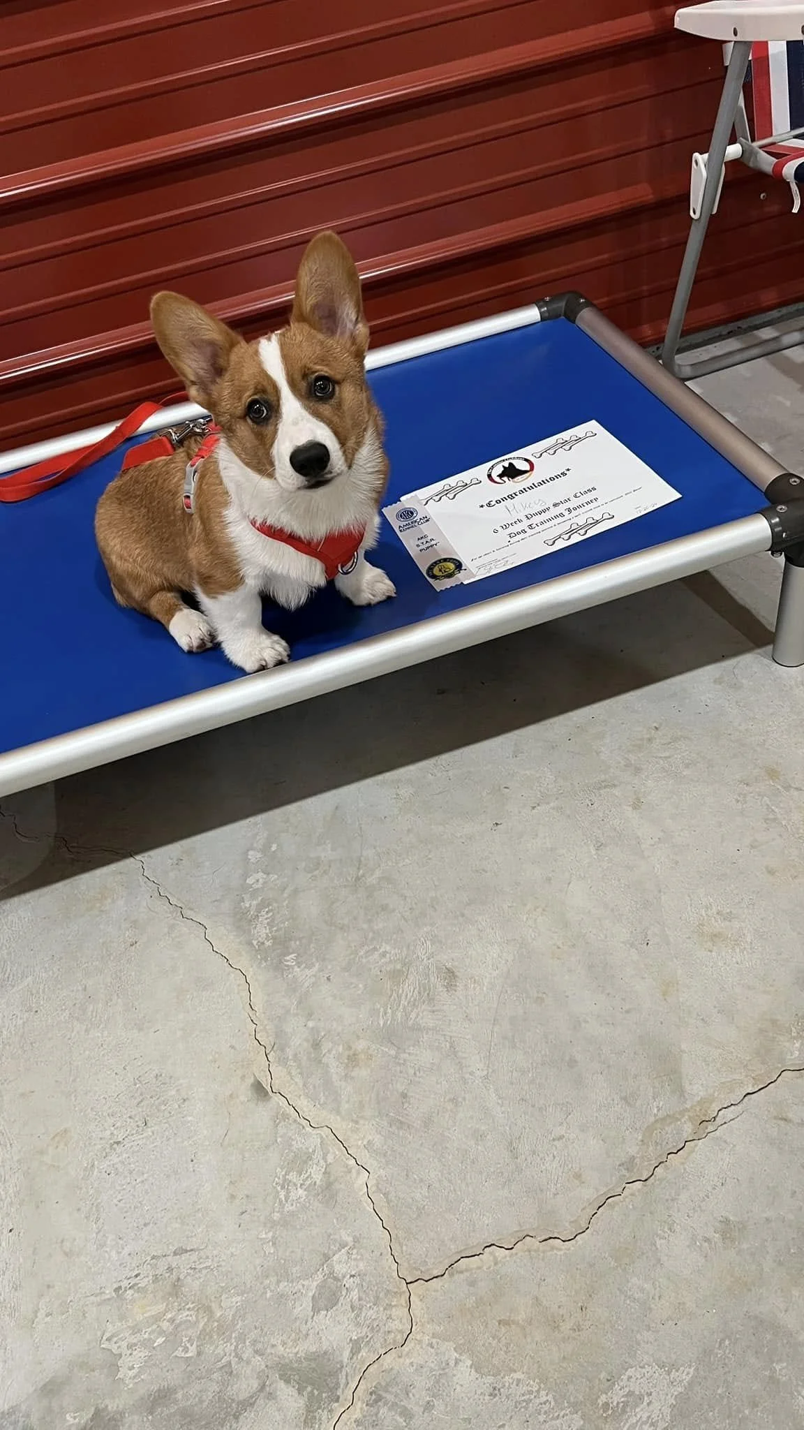 Stop the Shark Teeth: How to Handle Puppy Nipping and Biting