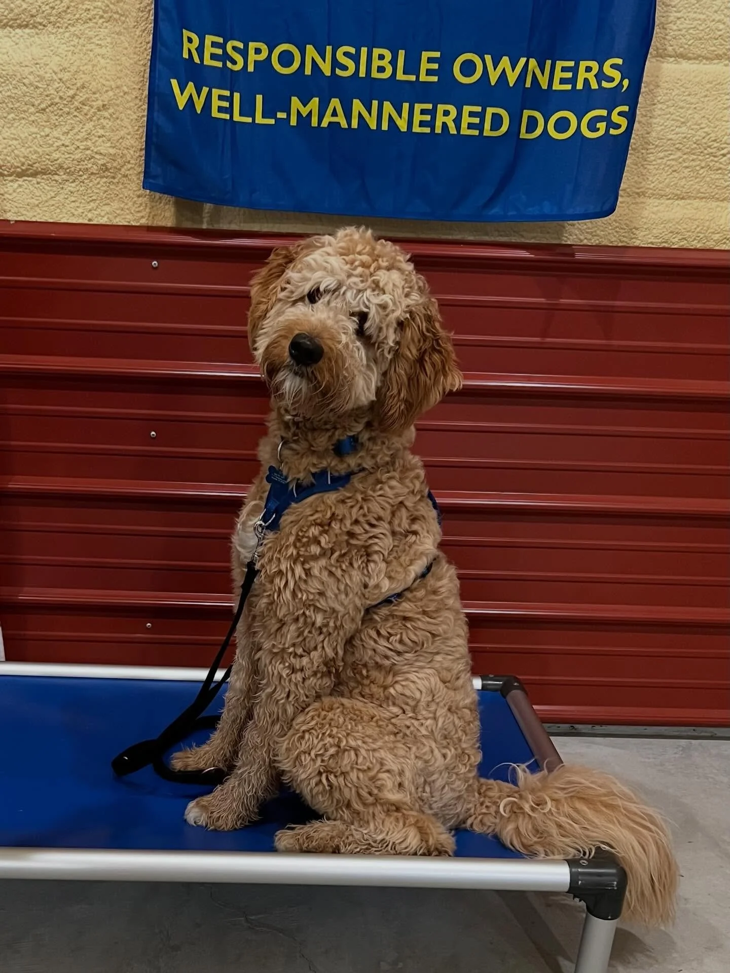 Four Paws on the Floor: How to Stop Your Dog from Jumping on Guests