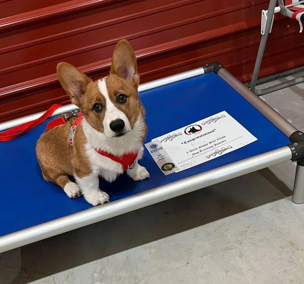 Corgi puppy sitting patiently, learning appropriate play behavior from a professional dog trainer in Knoxville.