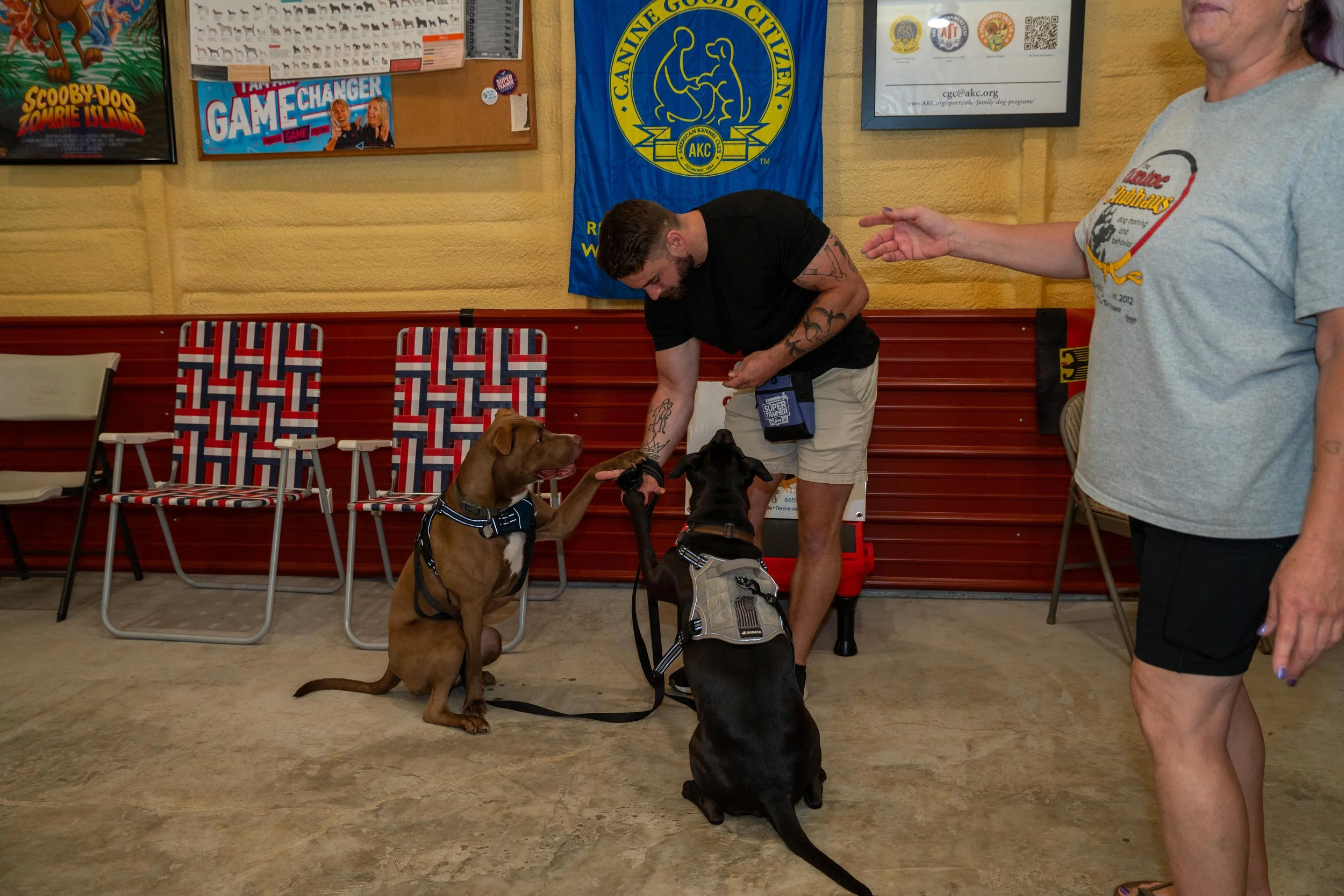 A man training two dogs indoors, with a woman standing nearby. The man is bending down, interacting with the black dog, while the brown dog sits upright with its paw on the man's hand. The setting includes chairs with red, white, and blue checkered patterns and various posters and flags on the yellow wall behind them.