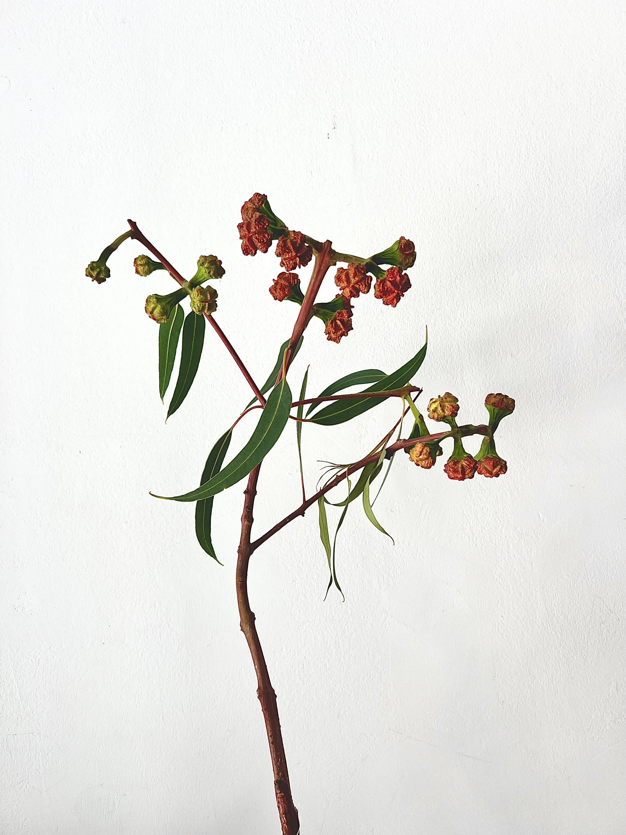 Selezione Fiori Albasser Studio