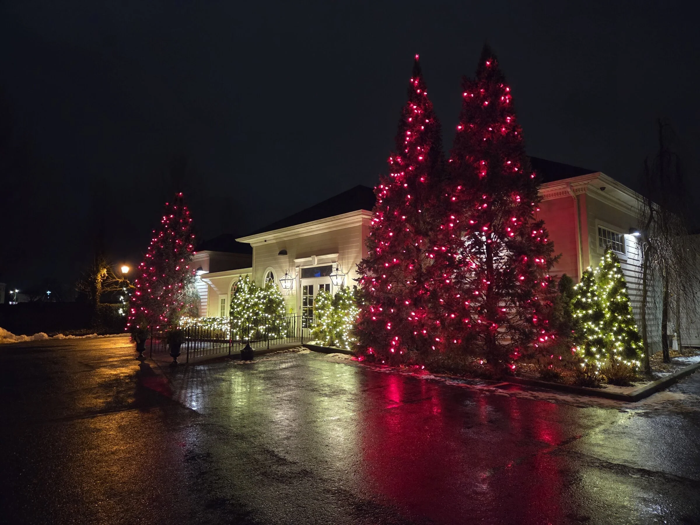 Three tall evergreens in magenta-pink wraps and warm-white bush wraps reflecting on wet asphalt at a commercial building in Niagara Falls.