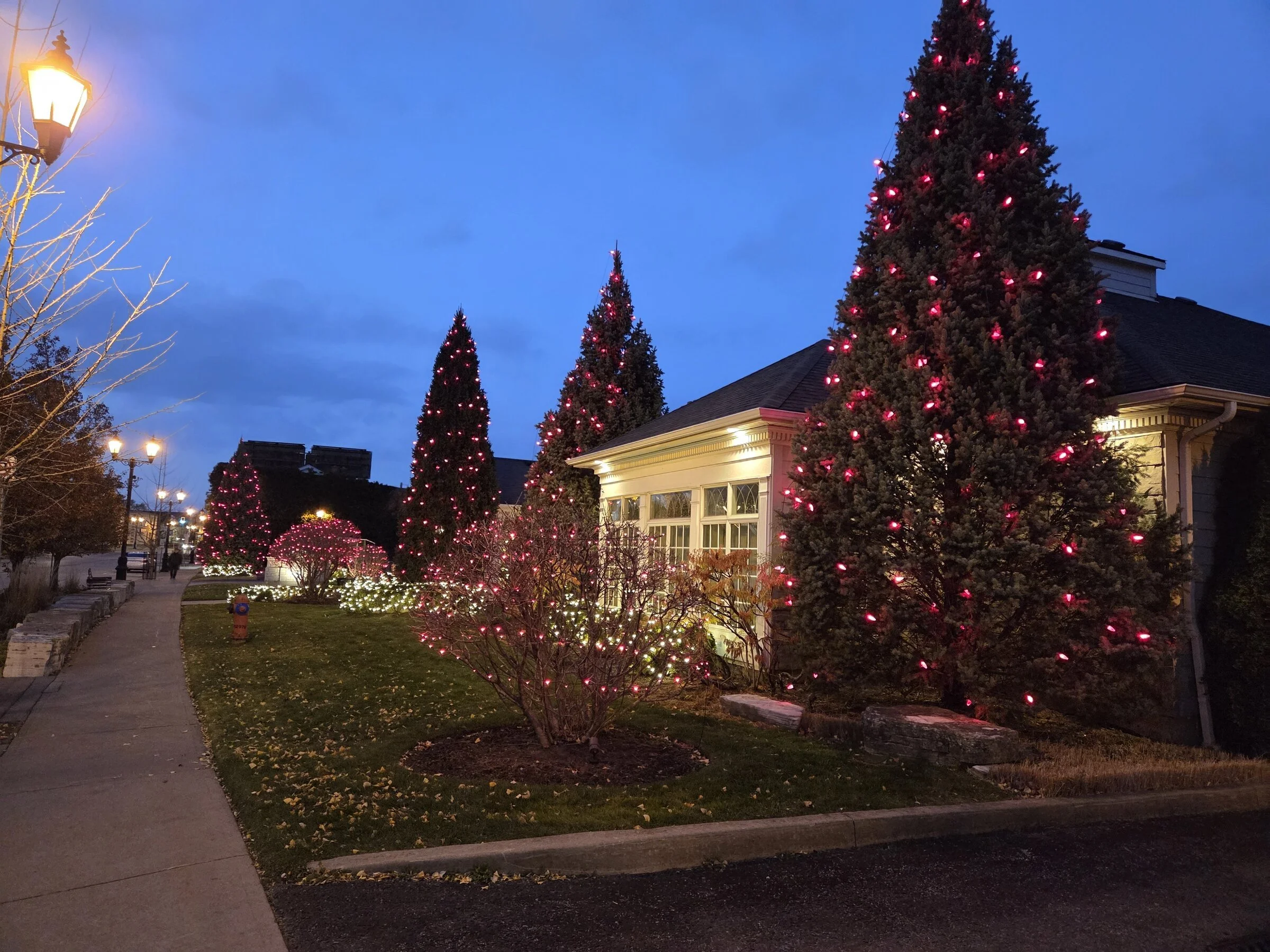 Commercial evergreen trees wrapped in vibrant pink Christmas lights and warm-white bush wraps at dusk in Niagara Falls.