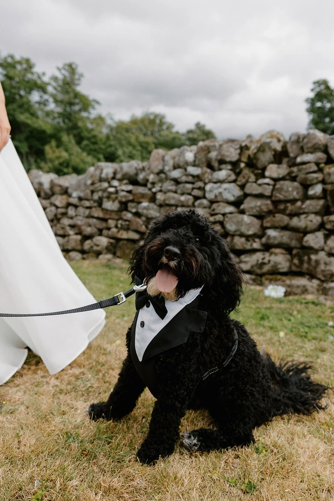 Black dog with bow tie sat down at feet of bride