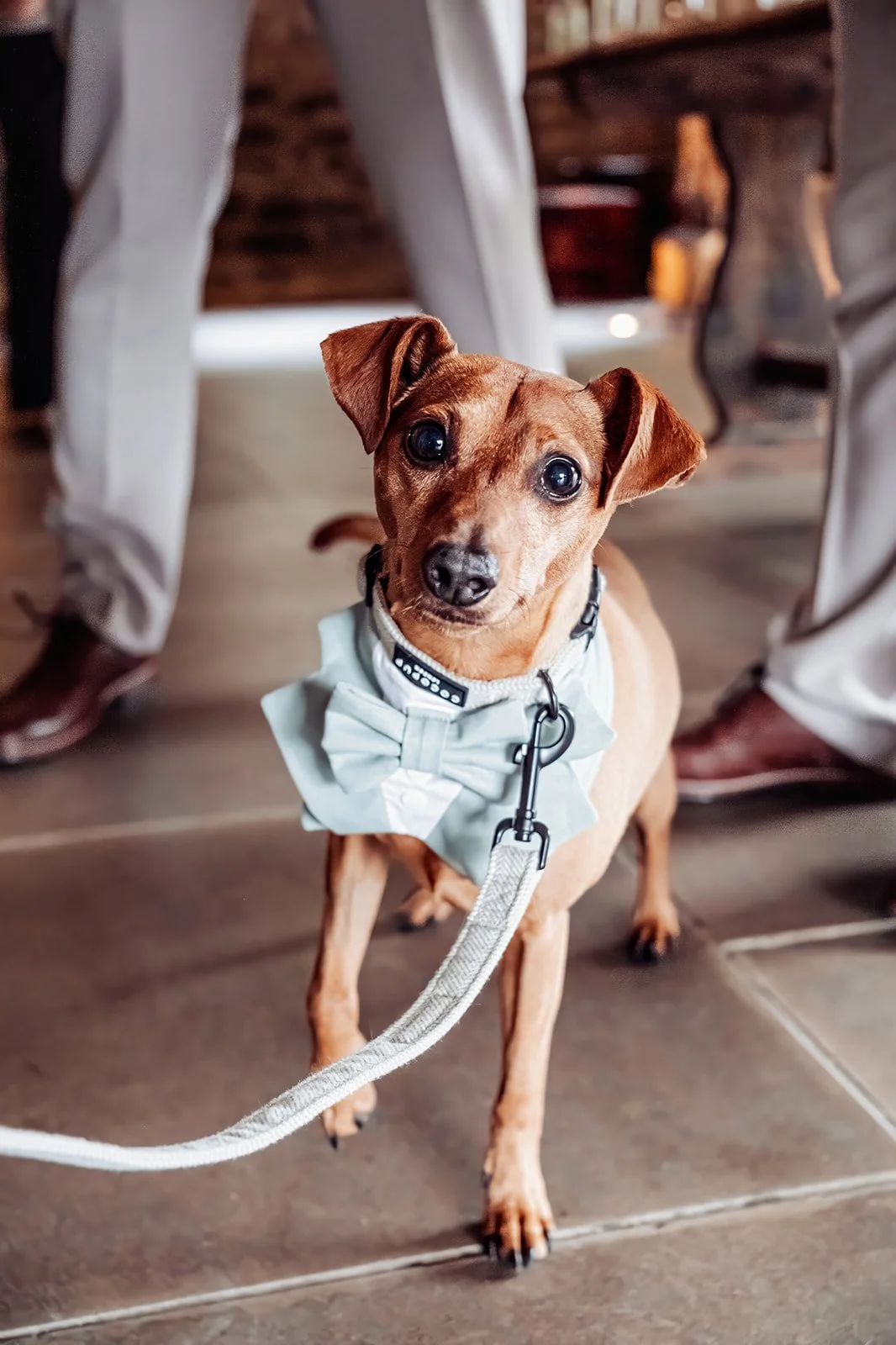 Small light brown dog with light green bow and tuxedo on. Attending a wedding 