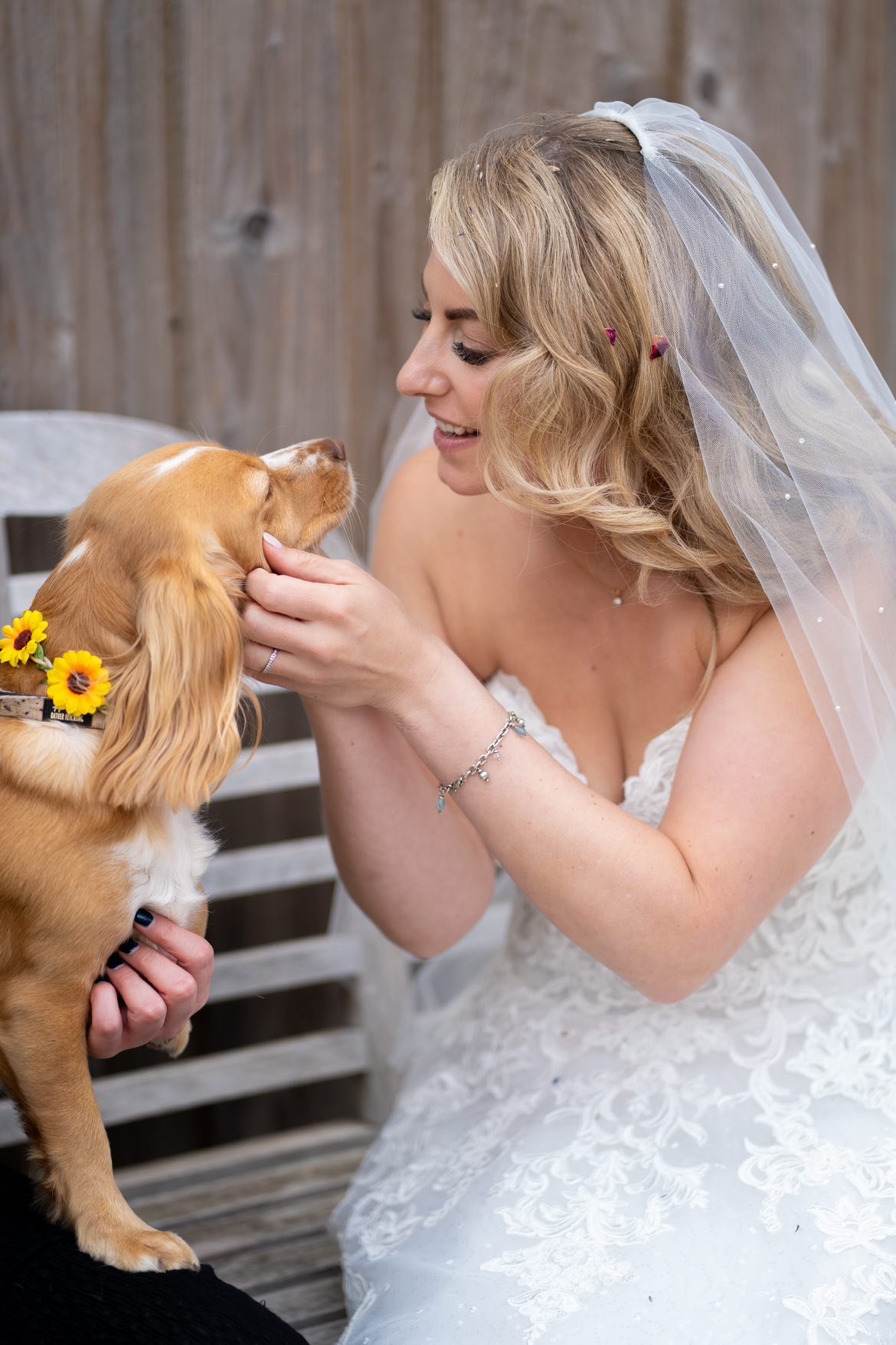 A bride in a wedding dress and veil gently holding the chin of a golden retriever with a sunflower collar, both looking at each other.