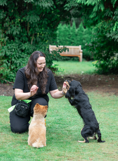 A woman playing with a black dog and an orange dog outdoors in a park with green trees and a bench in the background.