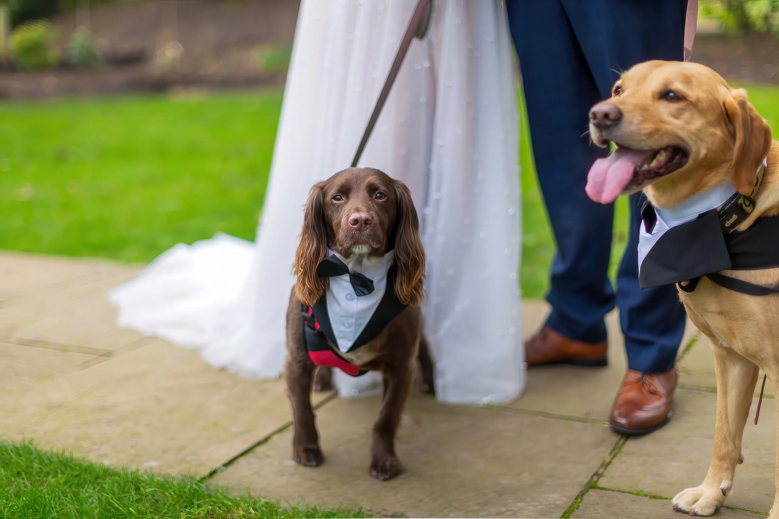 wedding-dog.jpg