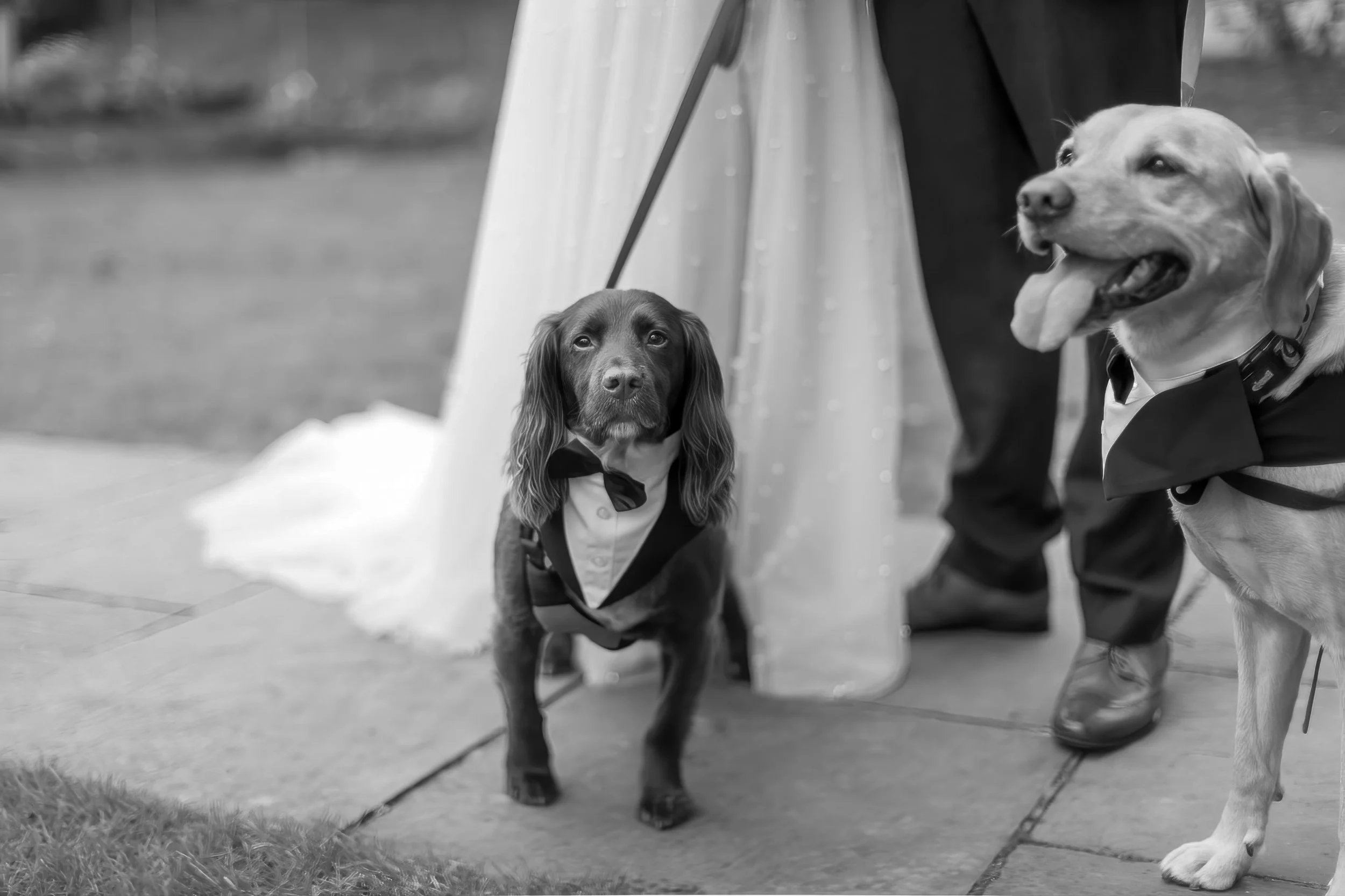 Two dogs dressed in tuxedos, standing on a sidewalk, with a person partially visible beside them.