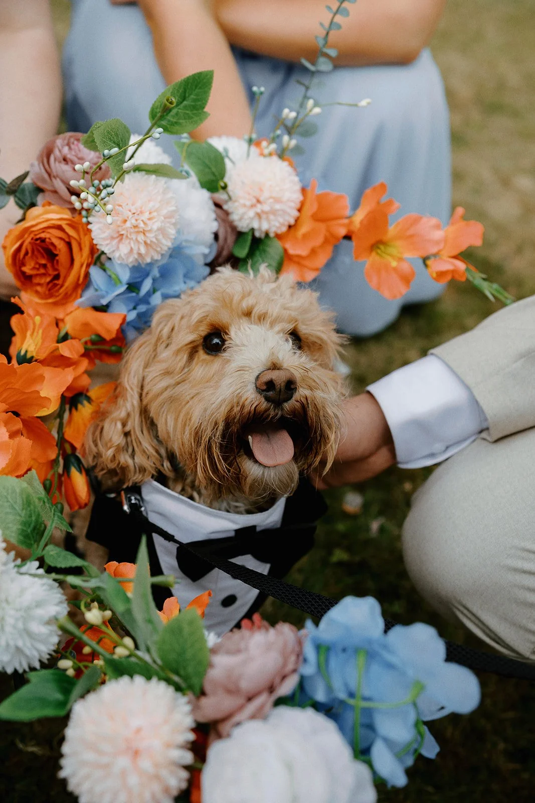 Tan dog sat with bow tie and flowers held around his head