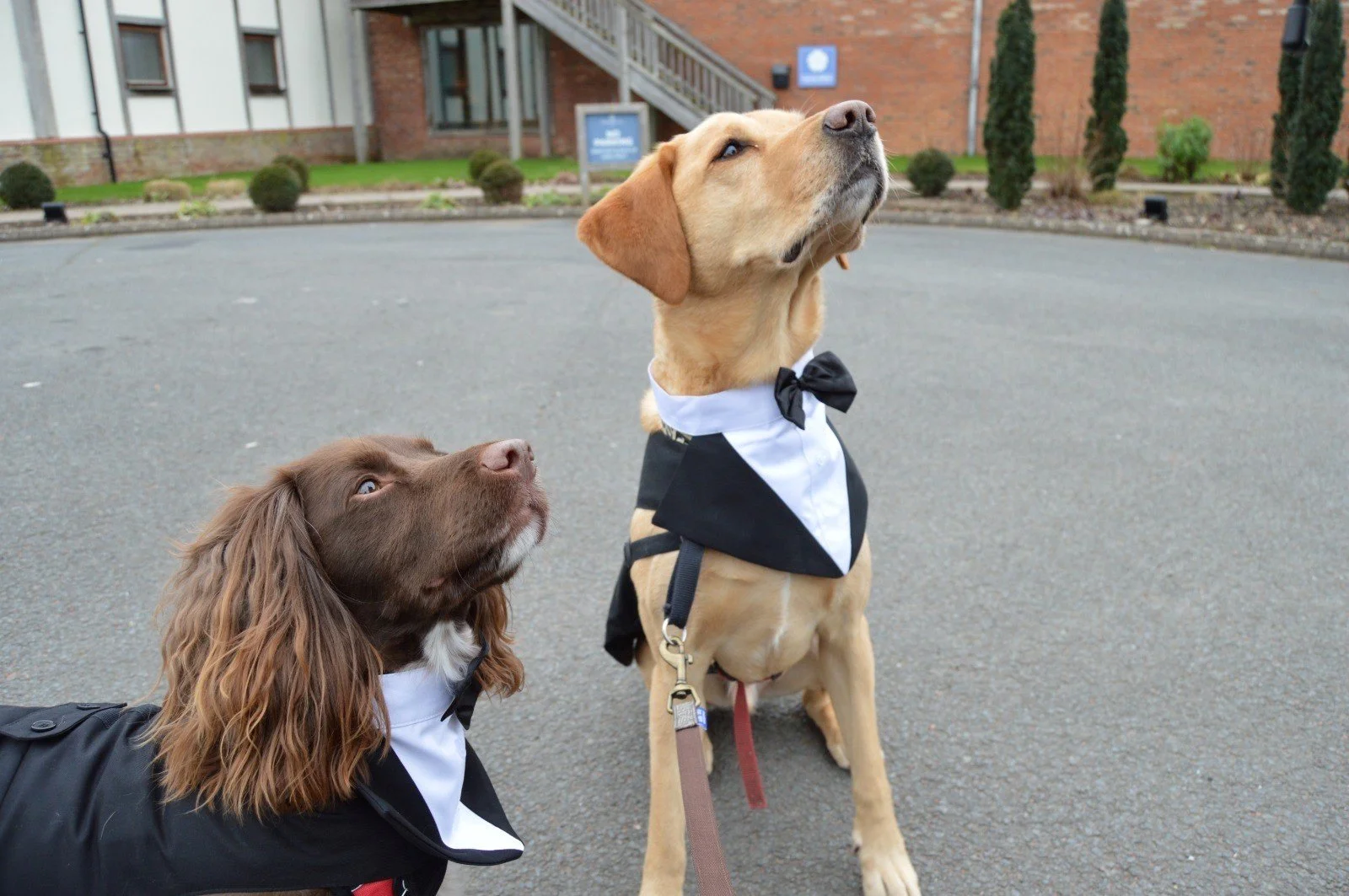 dogs-chaperone-noble-pooch.jpg
